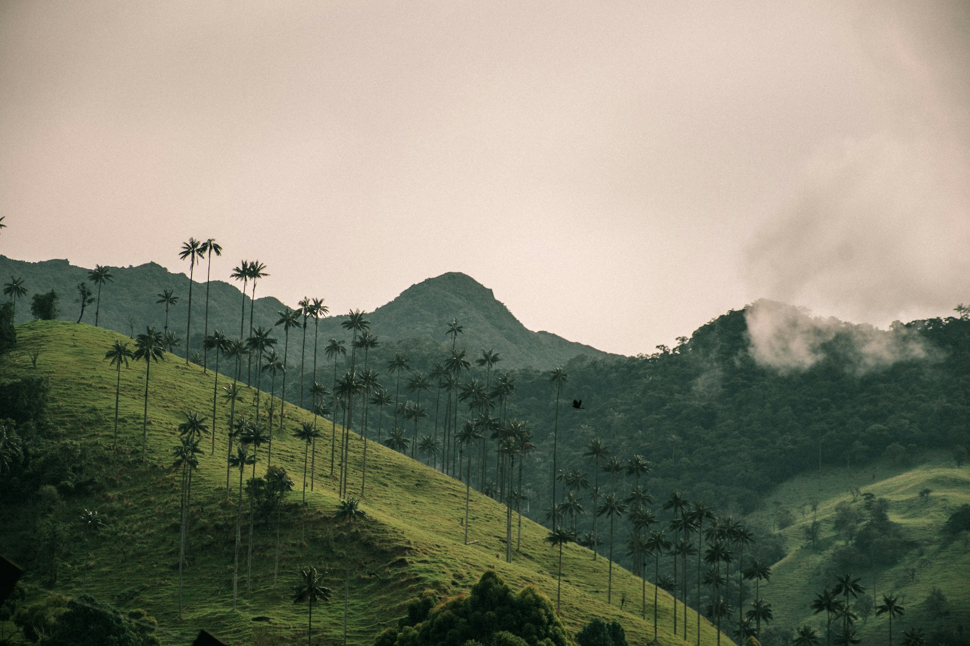 Wax palms covering the green hills of Cocora Valley, Colombia