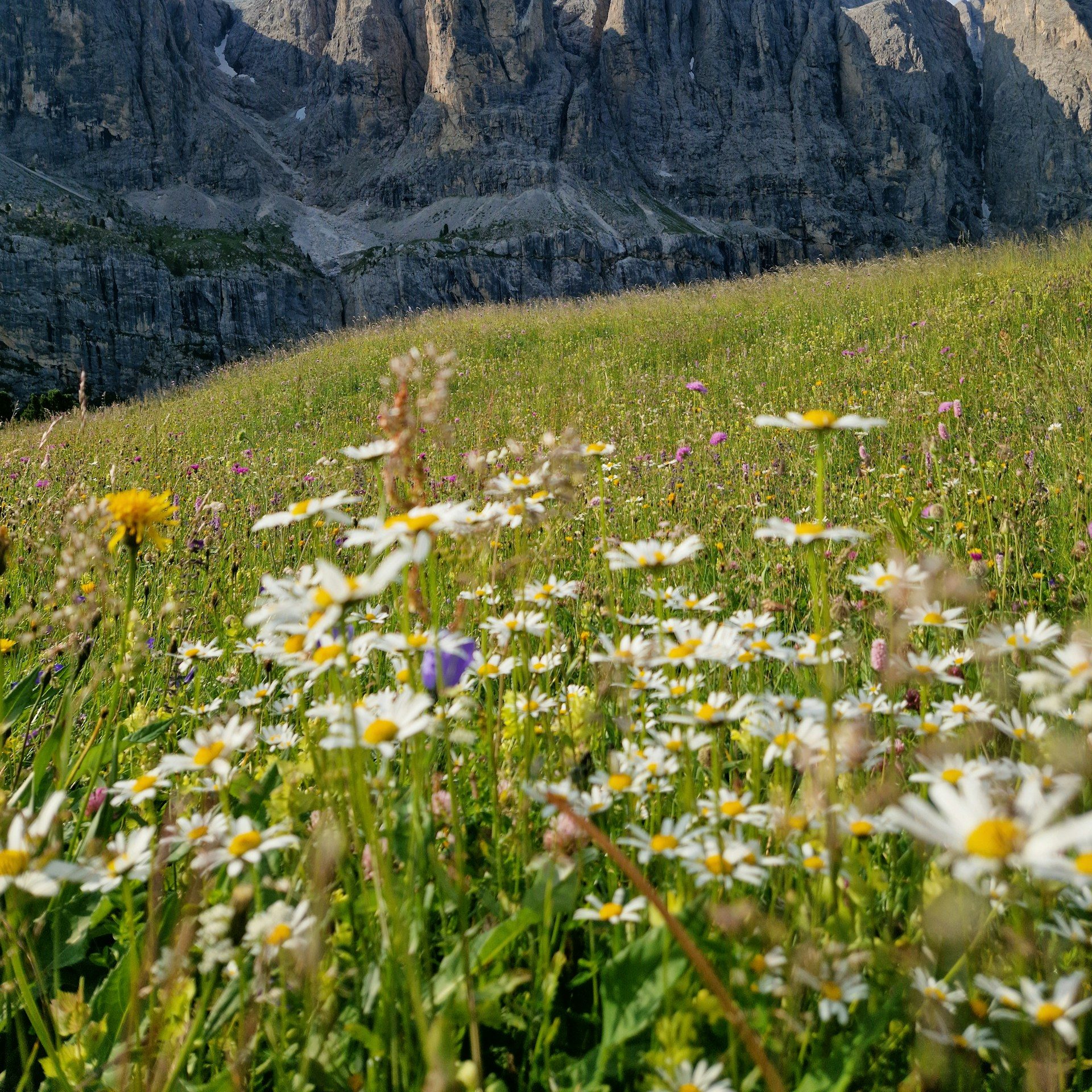 Wildflowers beneath the jagged Dolomites in Italy