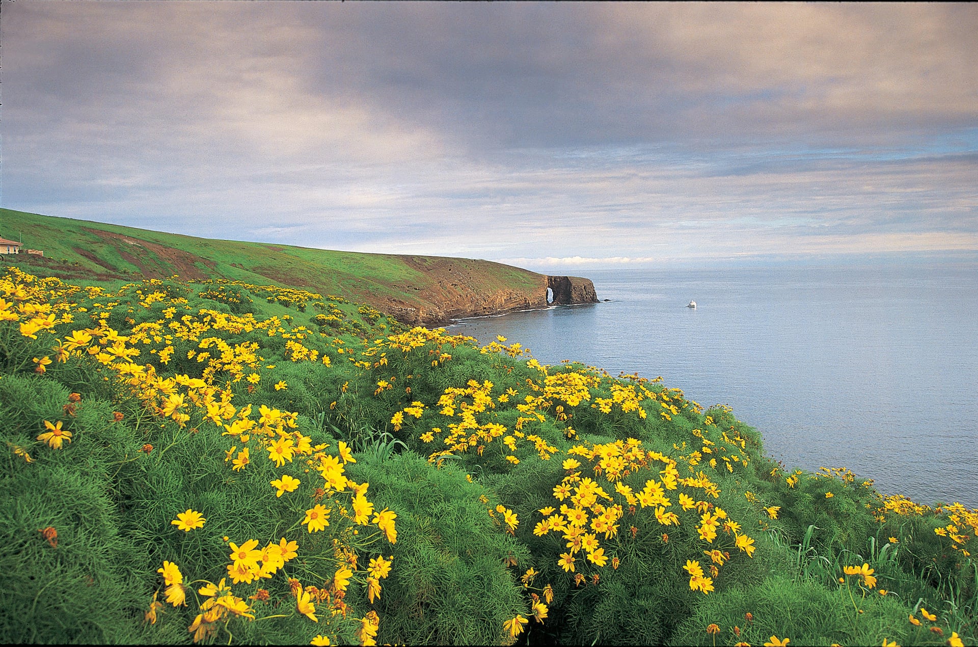 Yellow coreopsis flowers and the natural arch at Arch Point