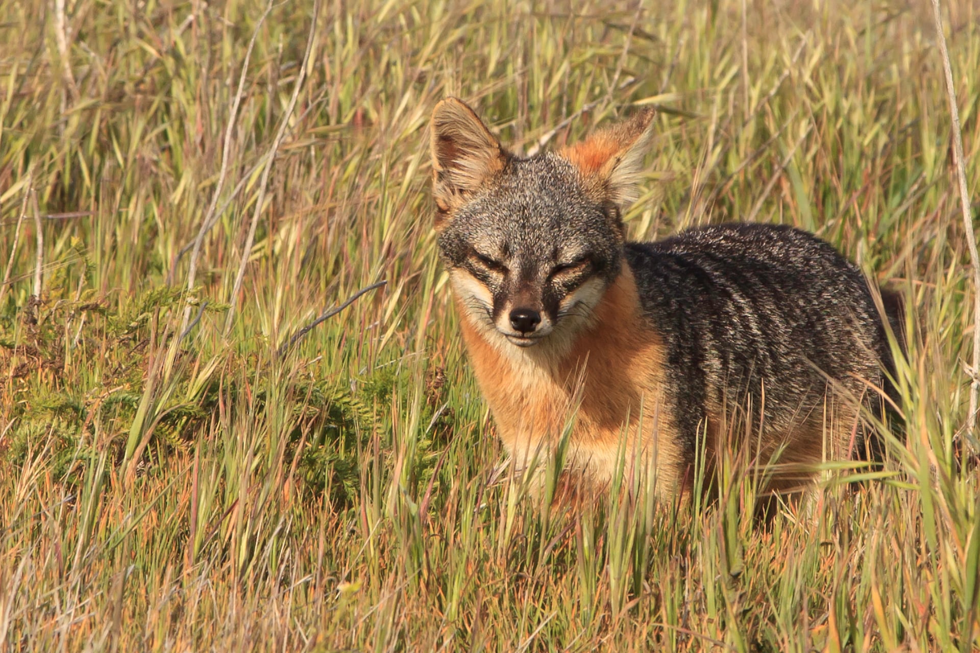 An endemic island fox standing in green grass on Santa Cruz Island