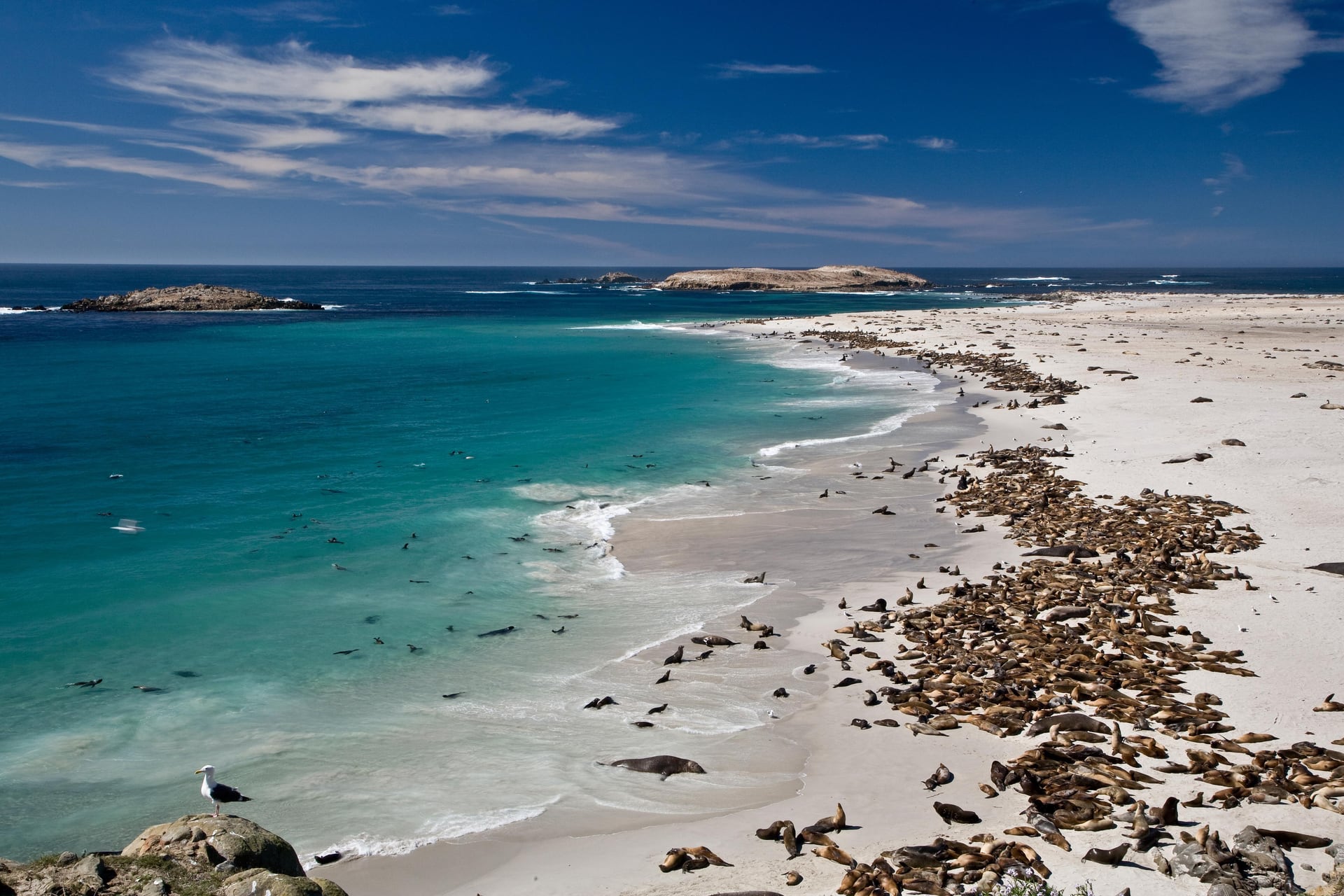 Sea lions gathered along the shore at Point Bennett on San Miguel Island