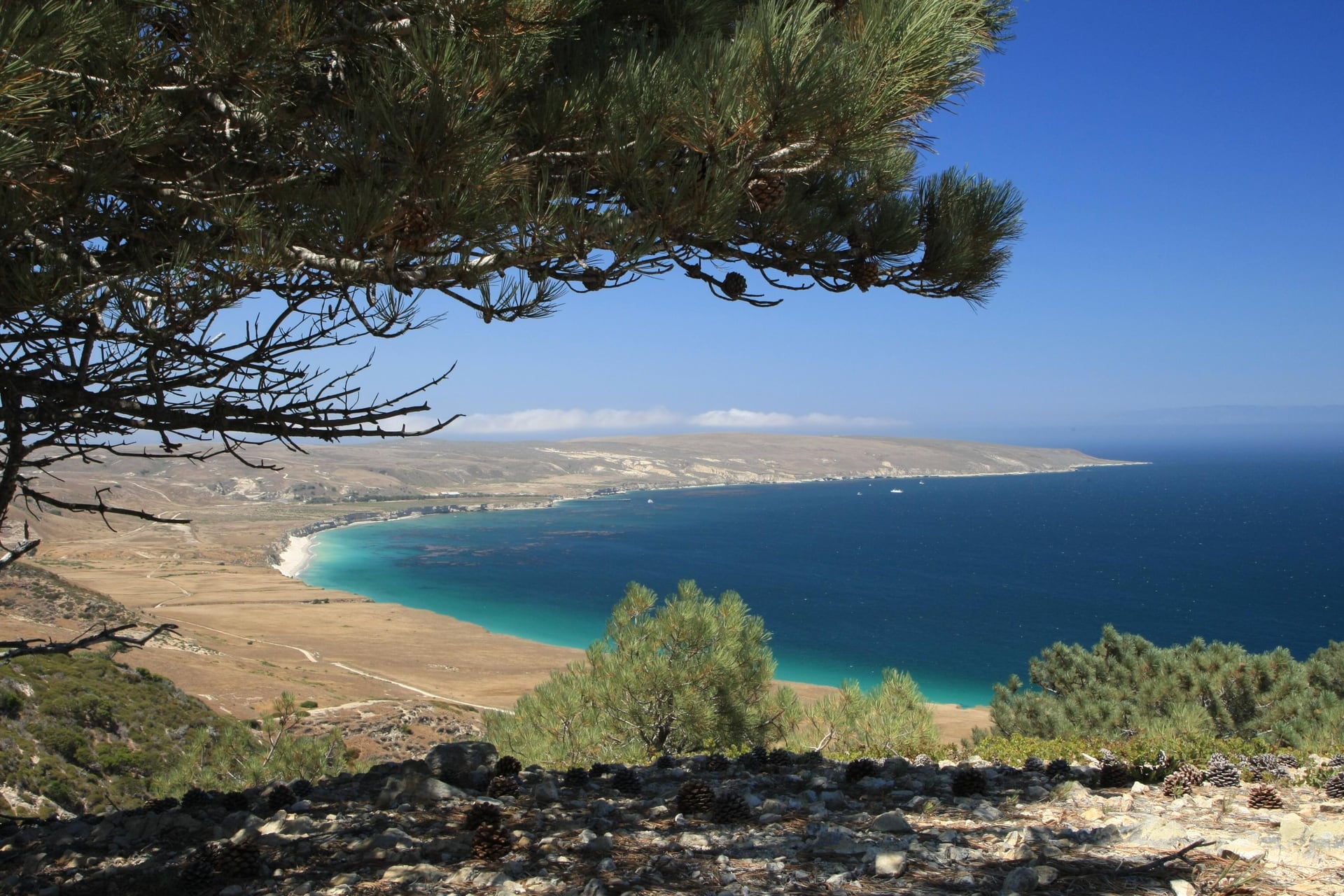 A Torrey pine overlooking the blue water and beach of Bechers Bay