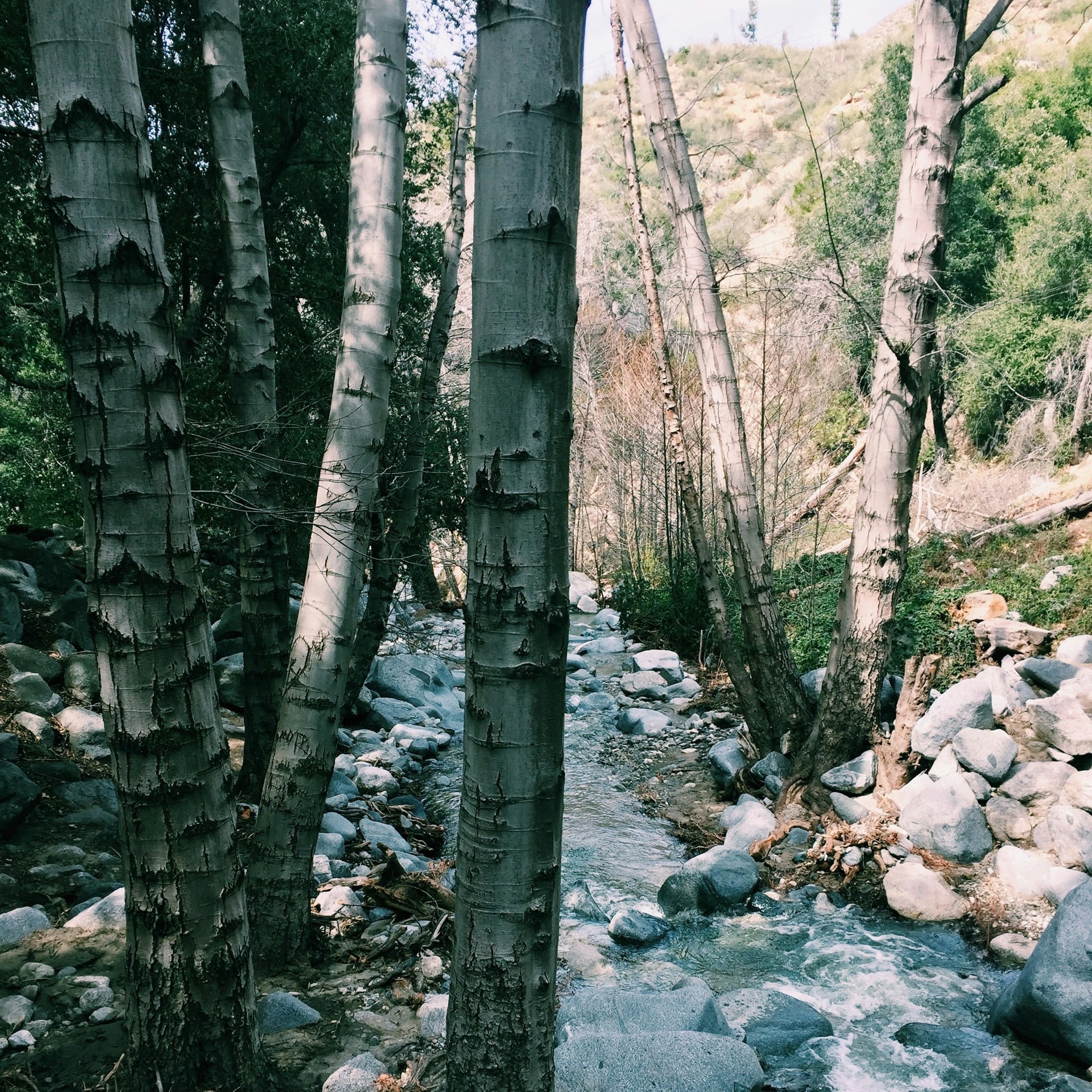 A rocky stream flowing through trees along the Switzer Falls Trail