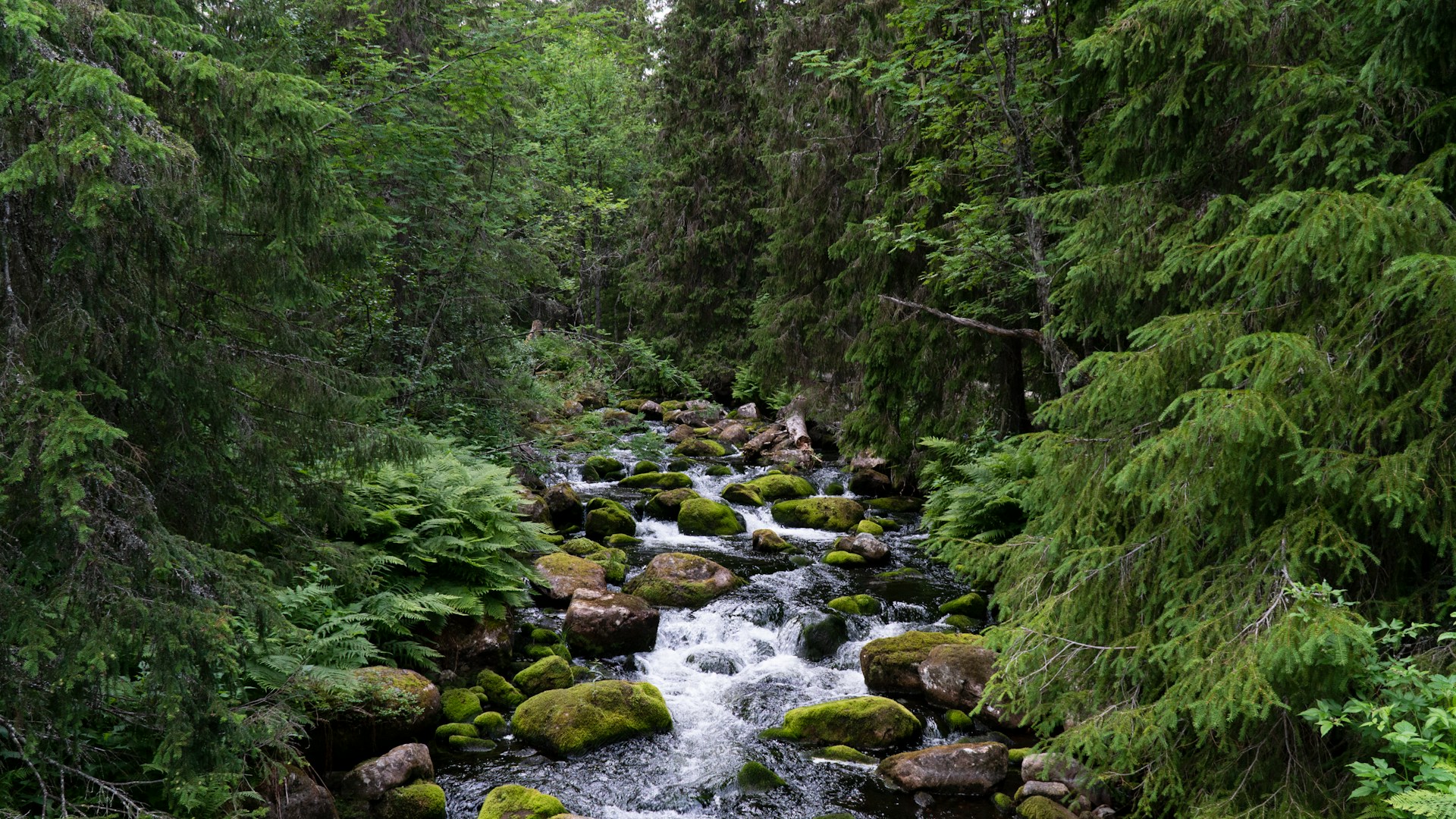 A rocky forest stream in Fulufjället National Park