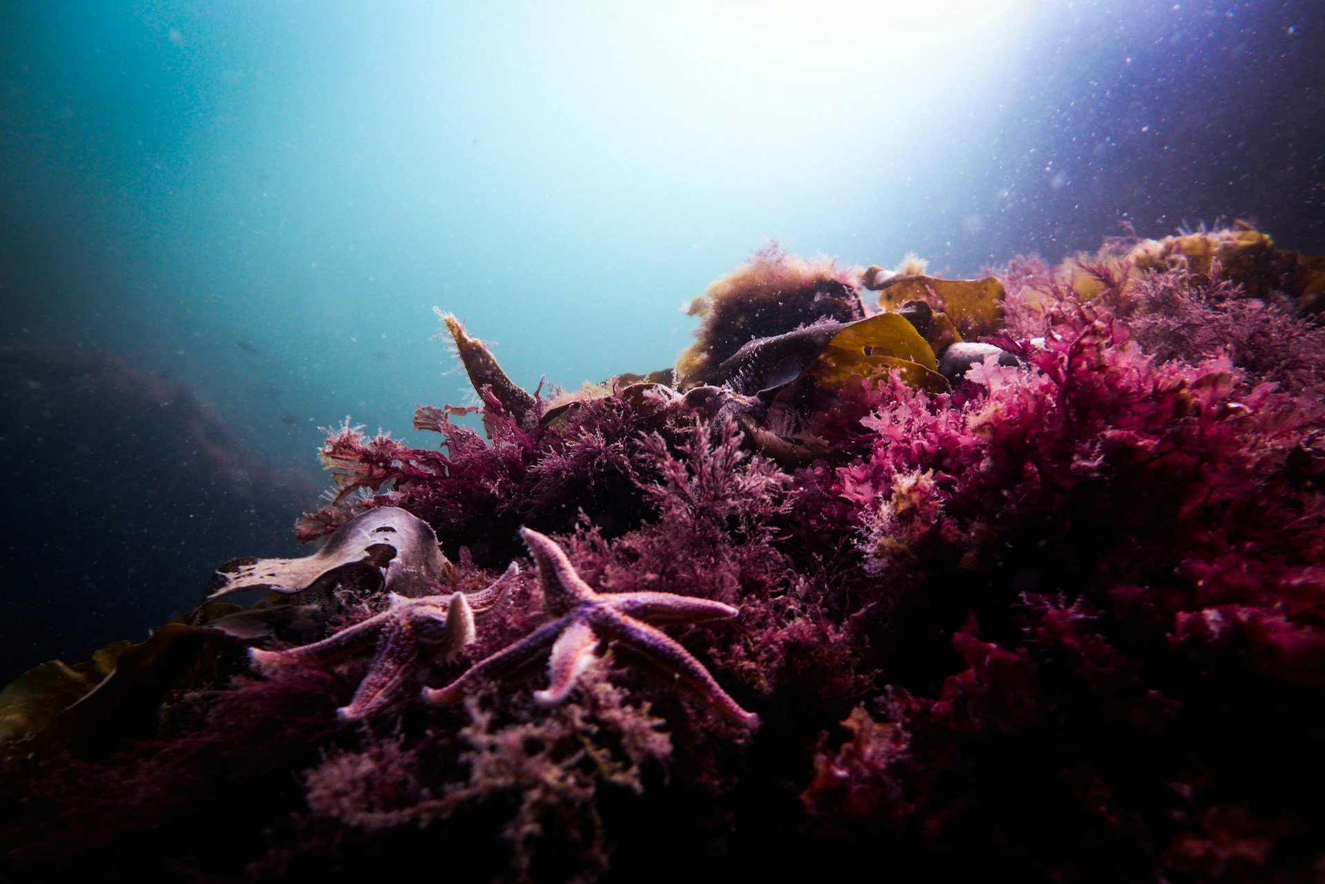 A starfish and colorful marine life in Kosterhavet National Park