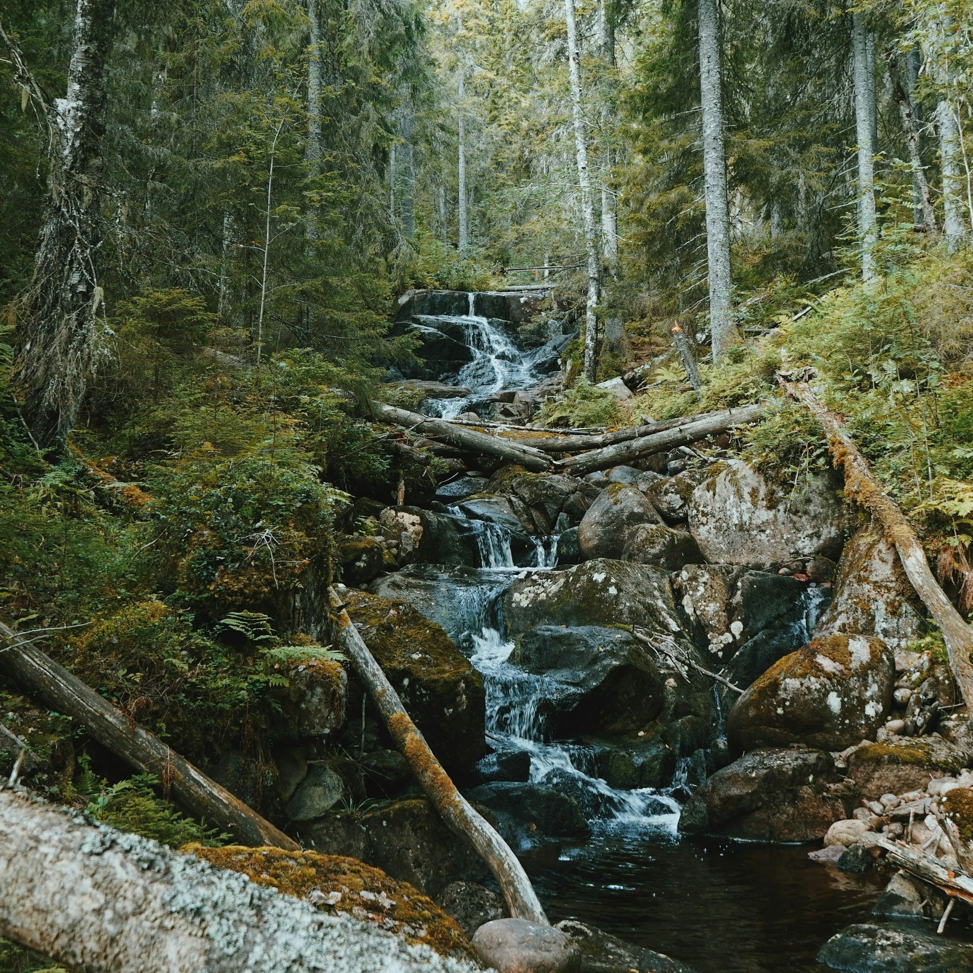 A rocky river flowing through the forest in Skuleskogen National Park
