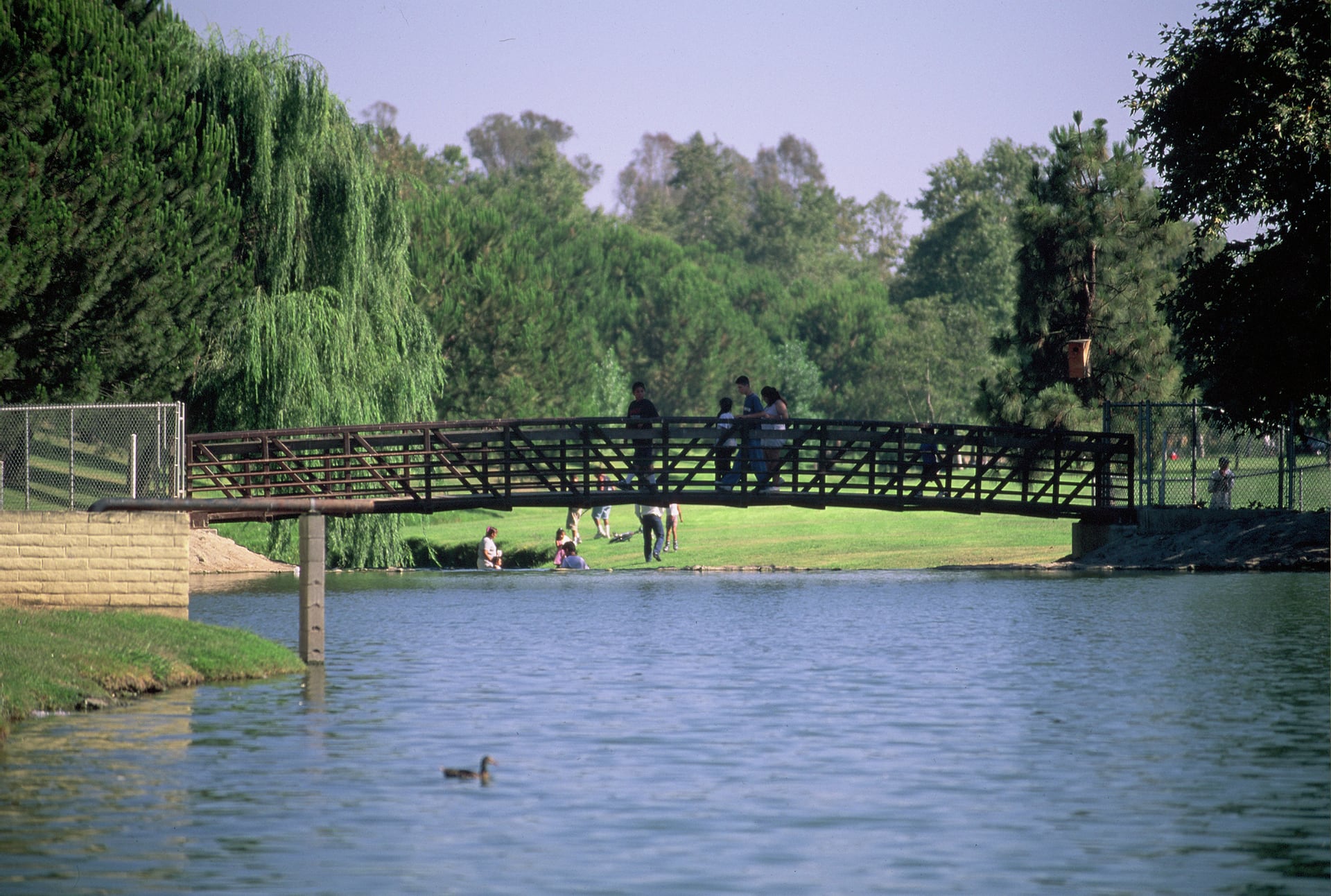 Mature trees and open green space in Ted Craig Regional Park