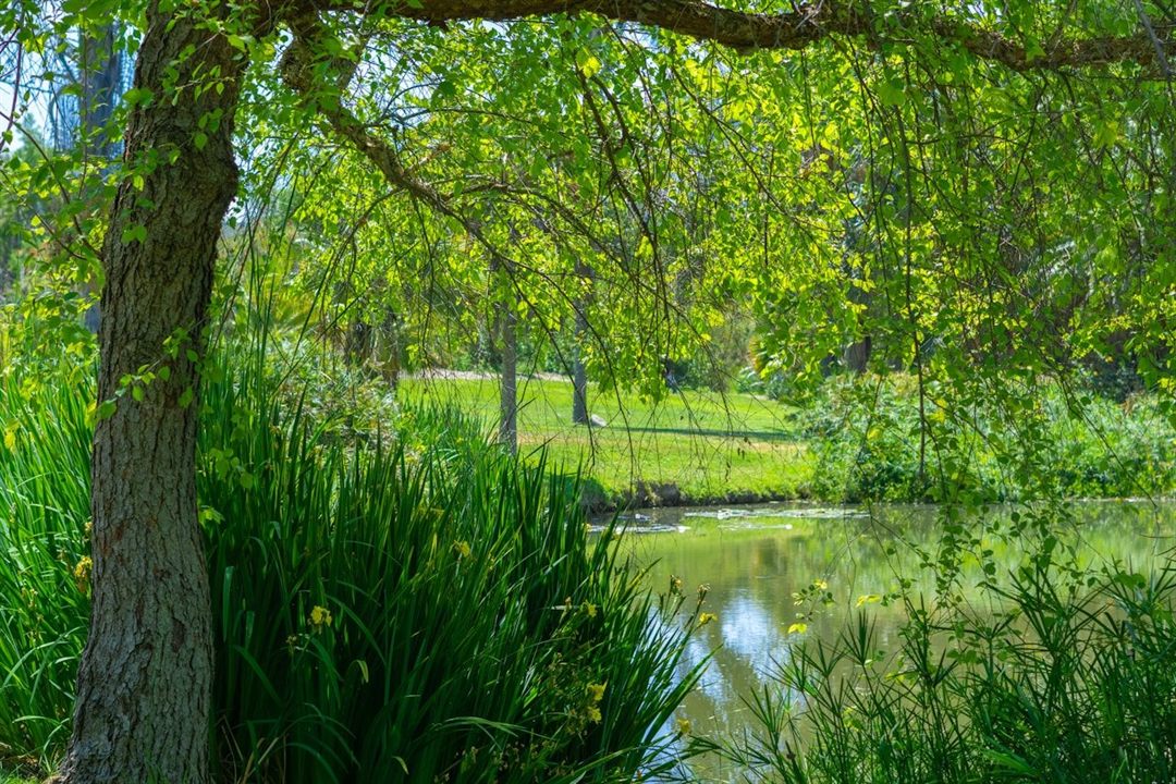 A tree-lined park and pond in Fullerton, California
