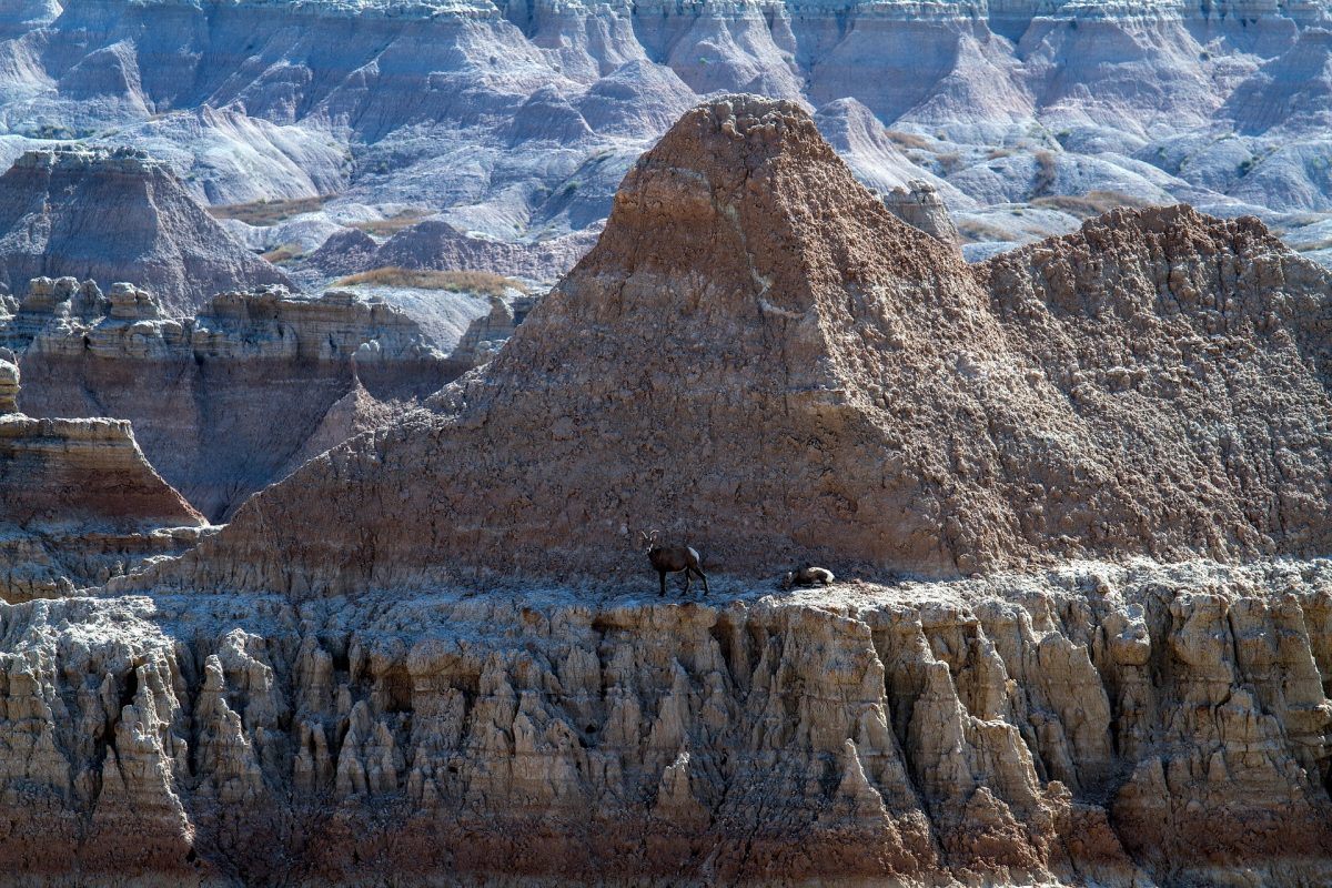 wildlife-exploring-badlands-national-park
