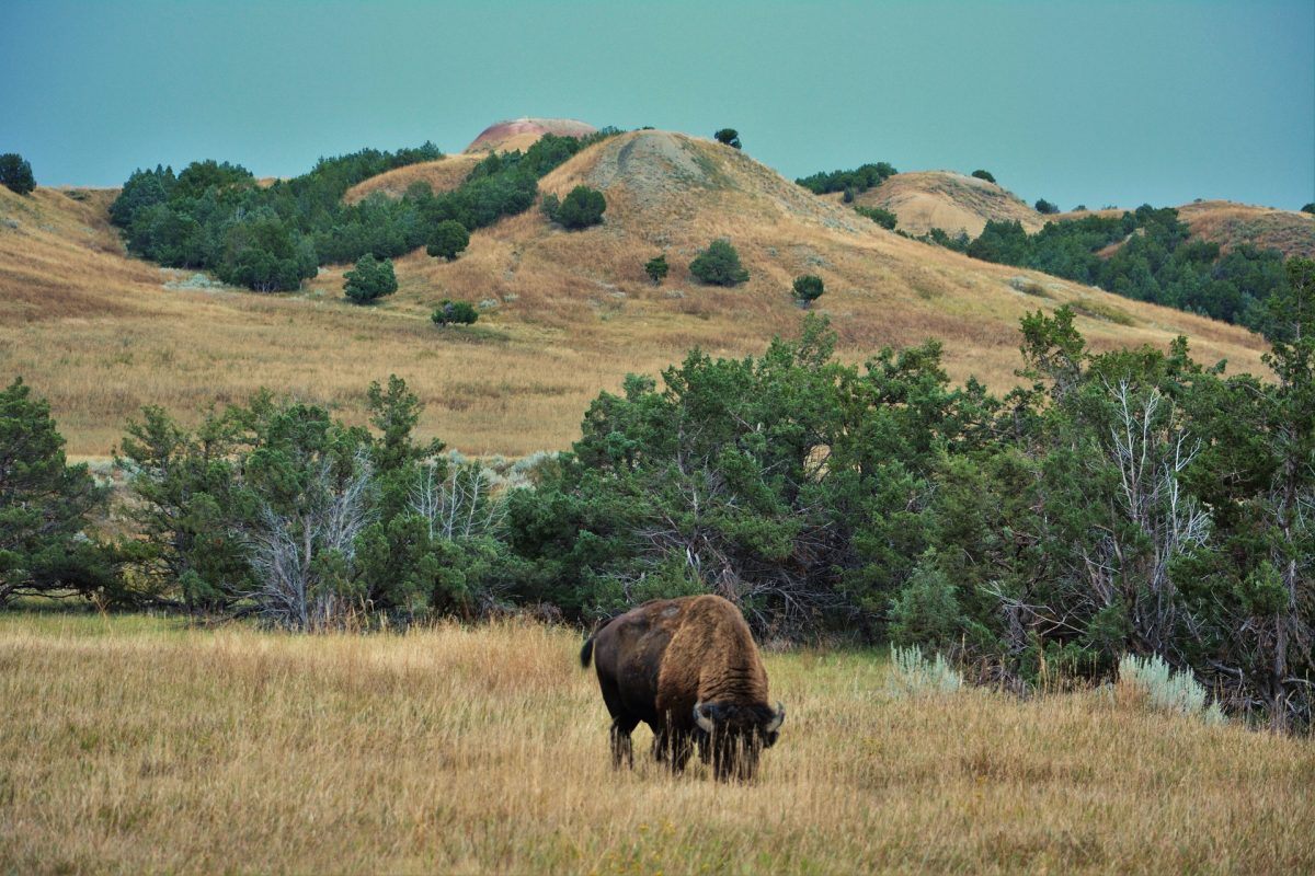 buffalo-grazing-in-badlands-national-park