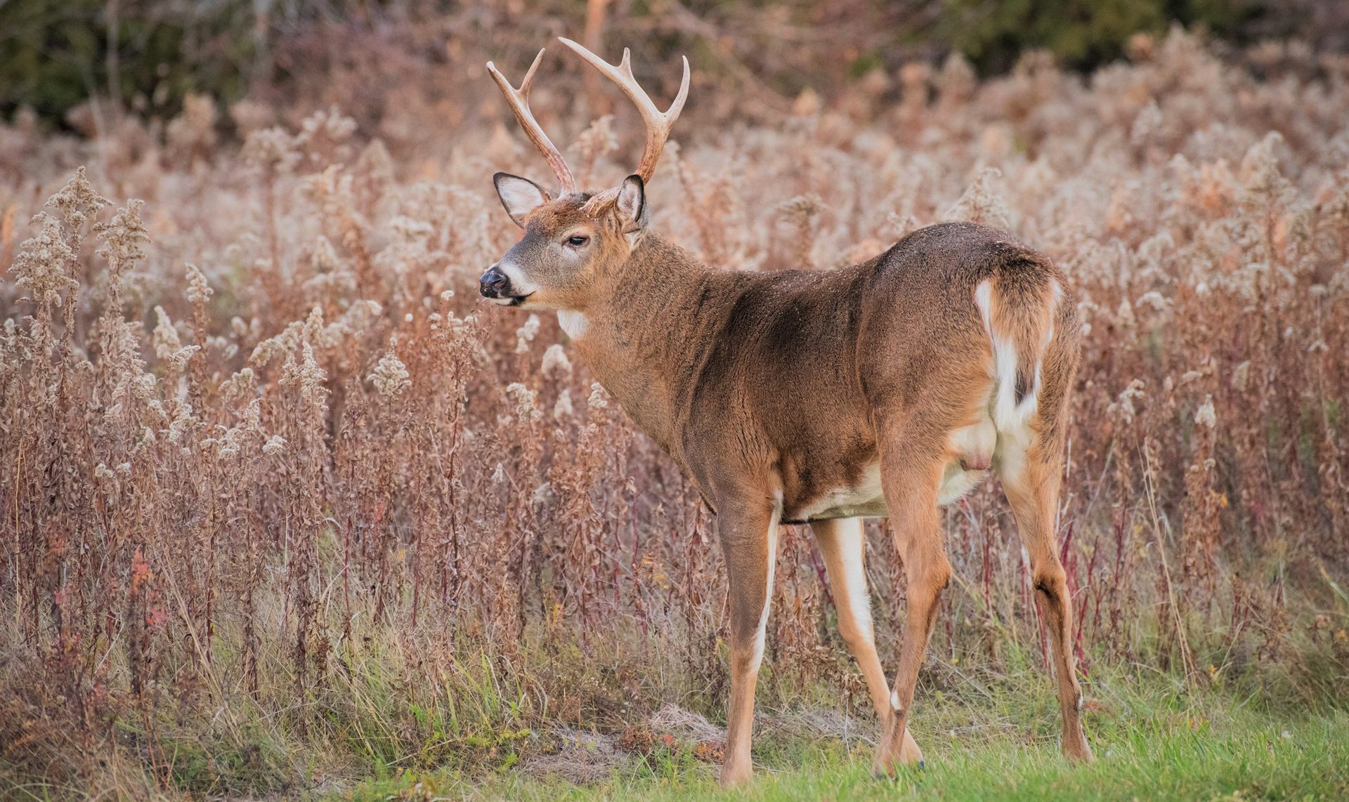 brown deer on brown grass during daytime