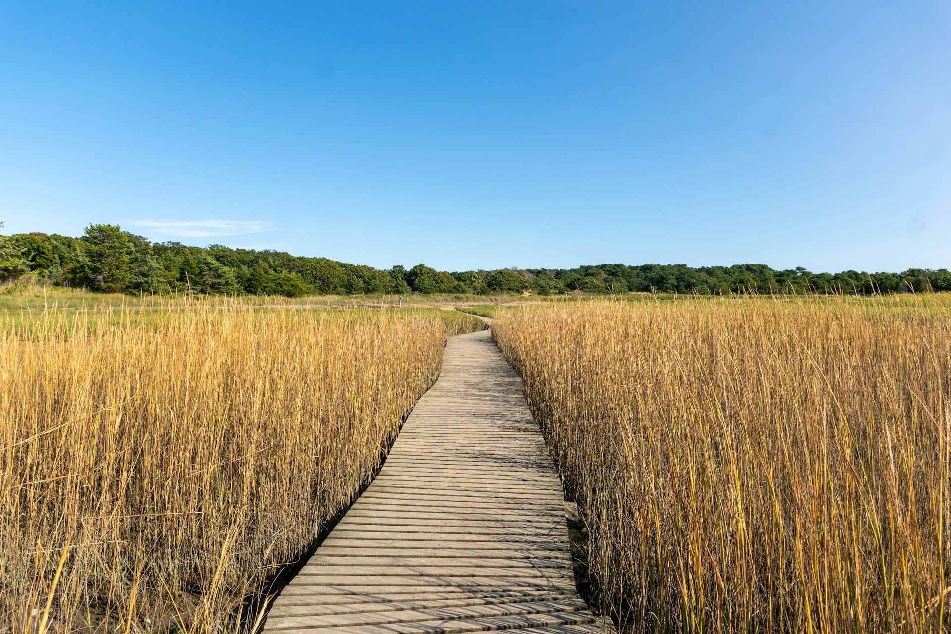 A boardwalk crossing coastal grassland on Cape Cod