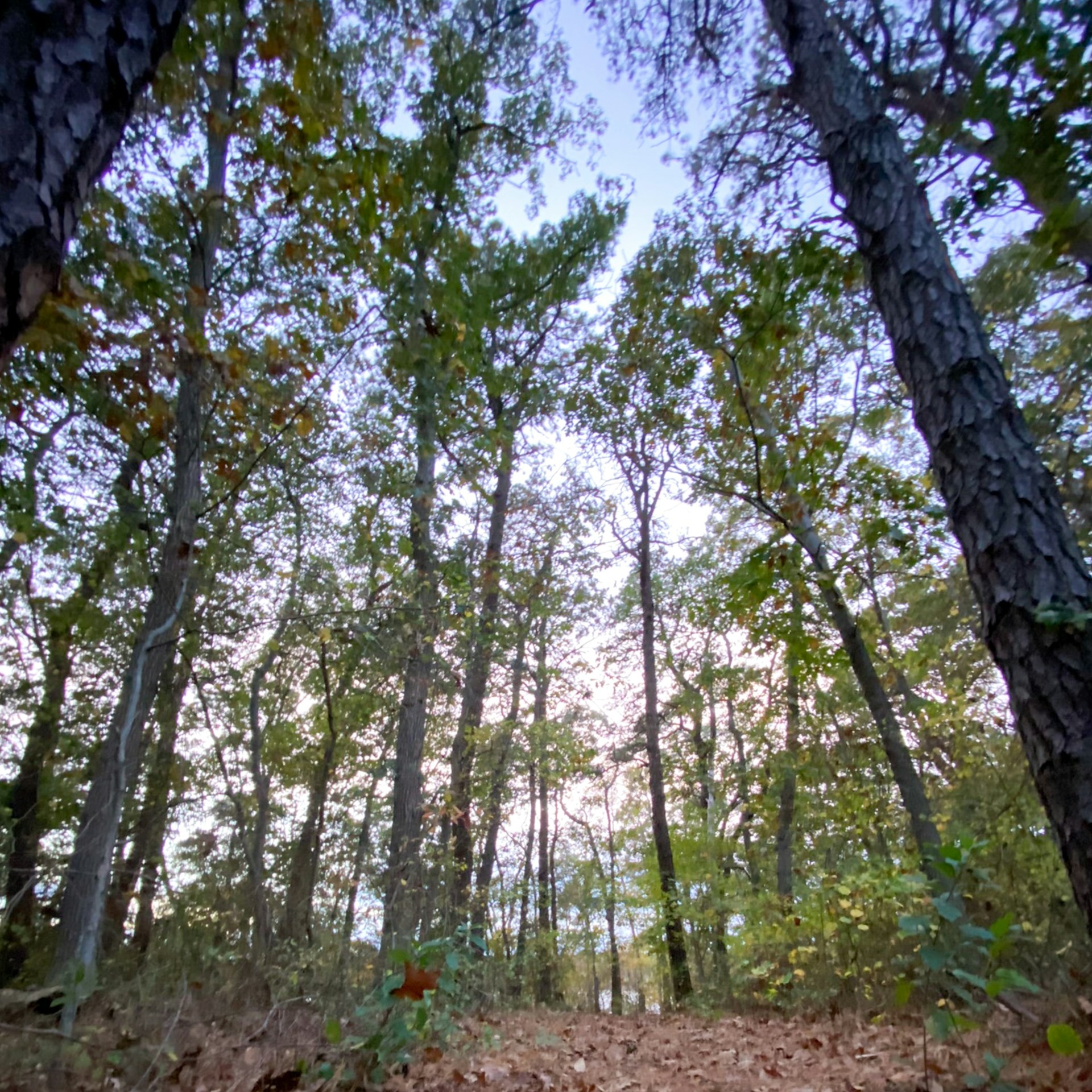 A wooded walking trail on Martha's Vineyard