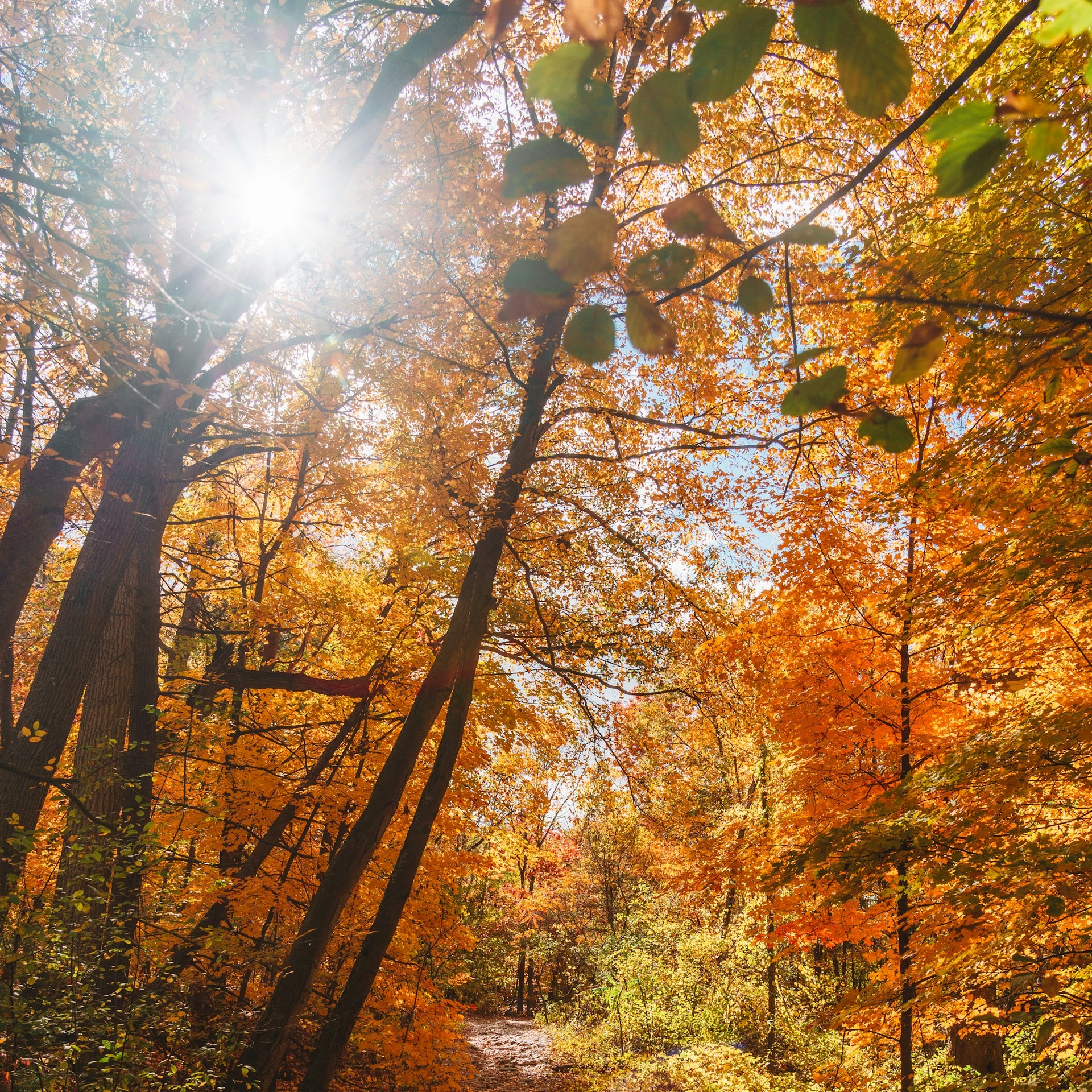 An autumn hiking path through Middlesex Fells Reservation
