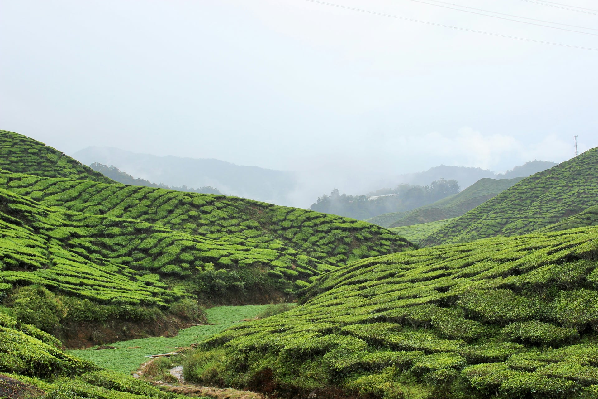 Green tea plantations rolling across the Cameron Highlands in Malaysia