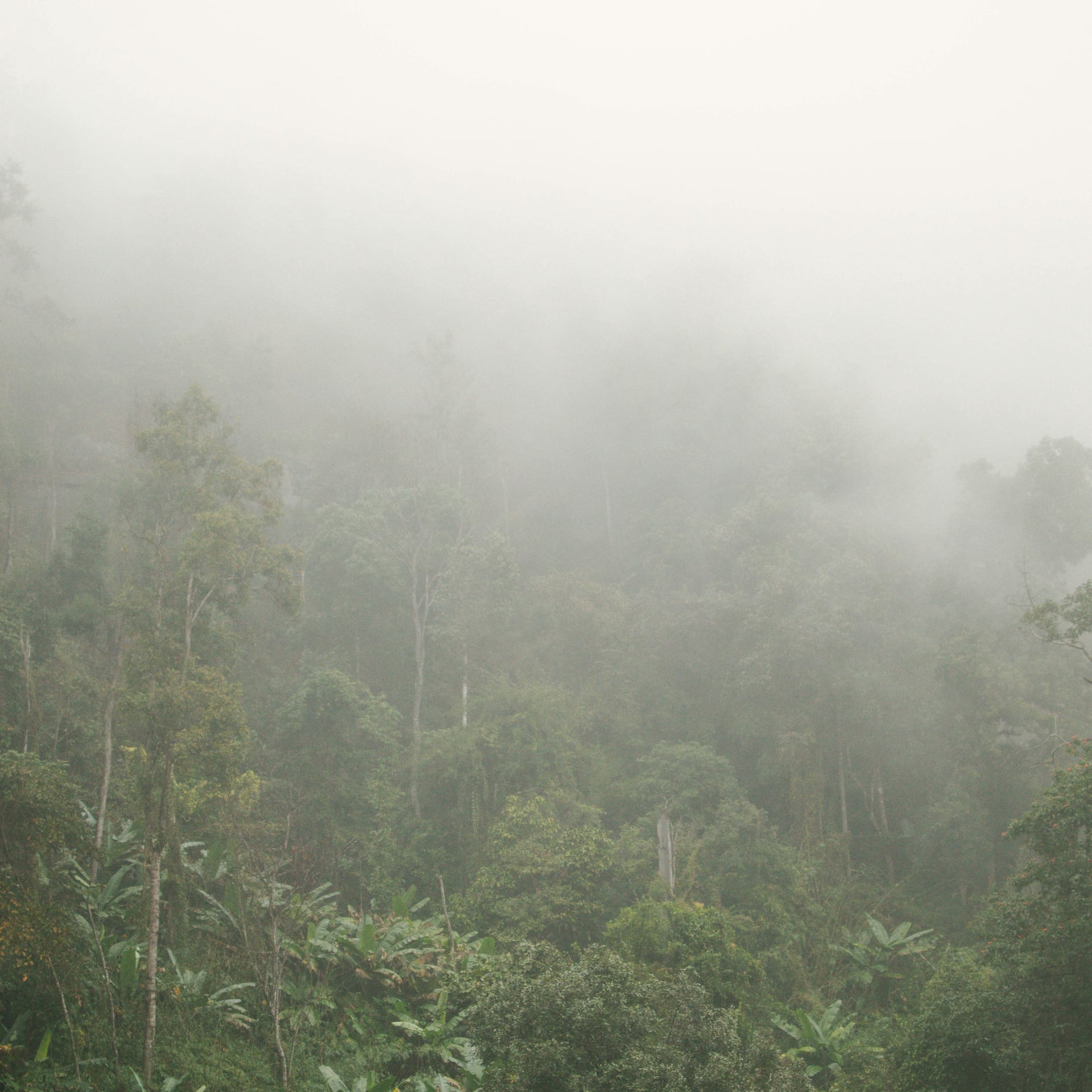 Mist drifting through the tropical forest near Doi Inthanon in Thailand