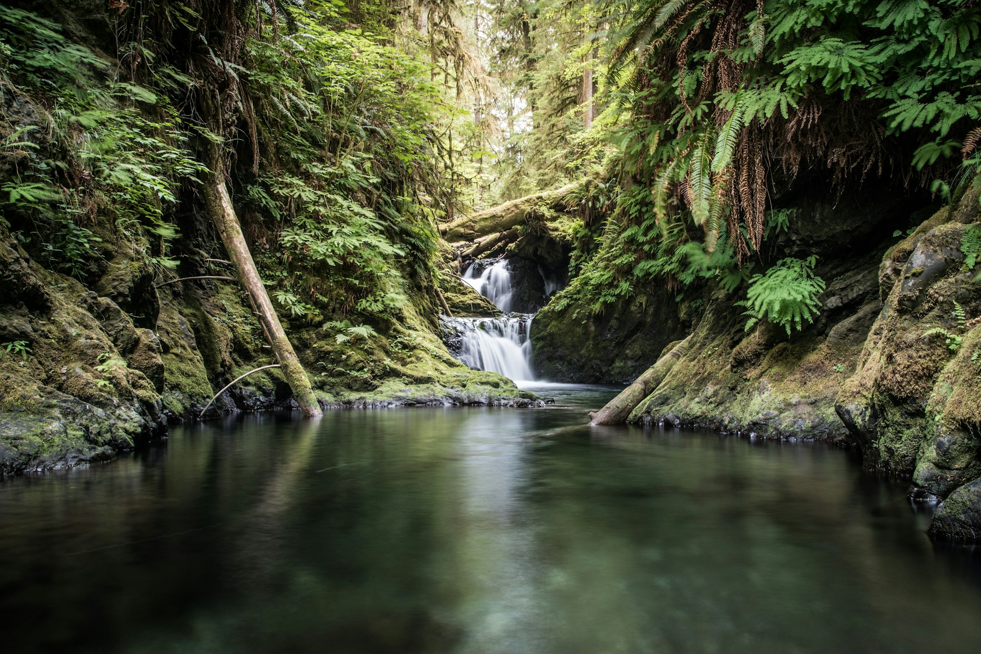 A river flowing through the temperate rainforest of Olympic National Park