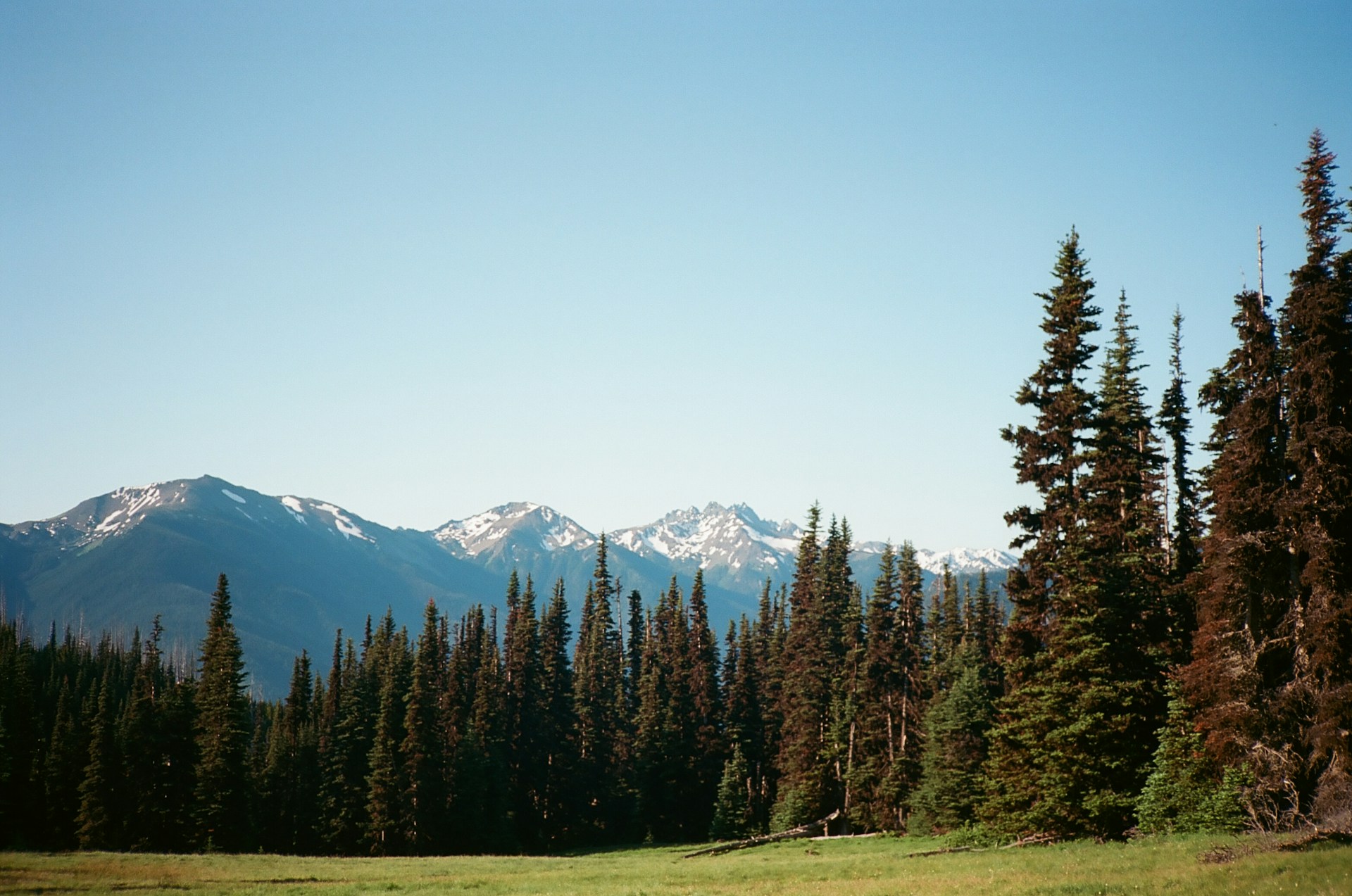 Snow-capped peaks and pine forest along the Pacific Crest Trail in Washington