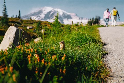 Hikers on an alpine trail beneath Mount Rainier in Washington