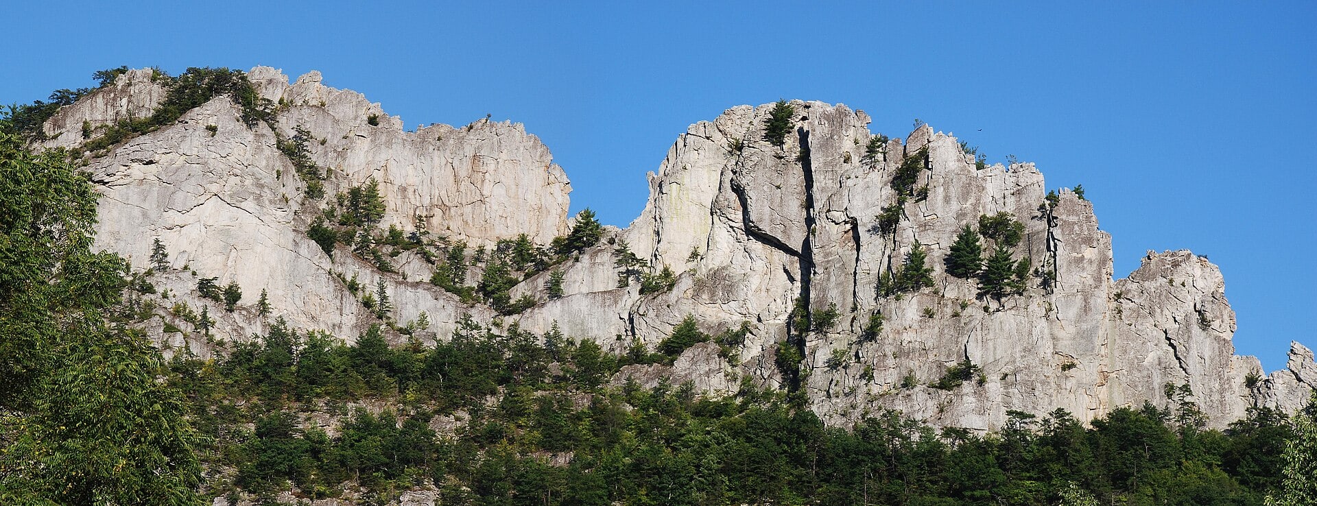 The pale quartzite fins of Seneca Rocks rising above the forest