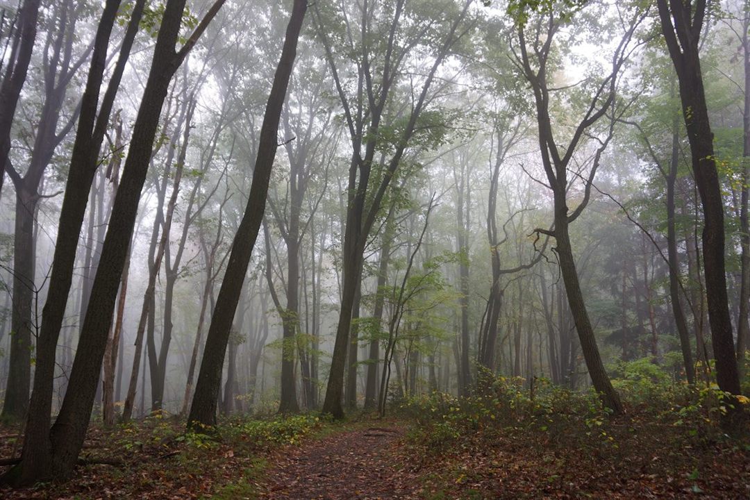 A misty forest trail at Coopers Rock State Park in West Virginia