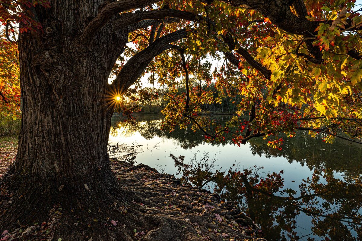 Morton Arboretum