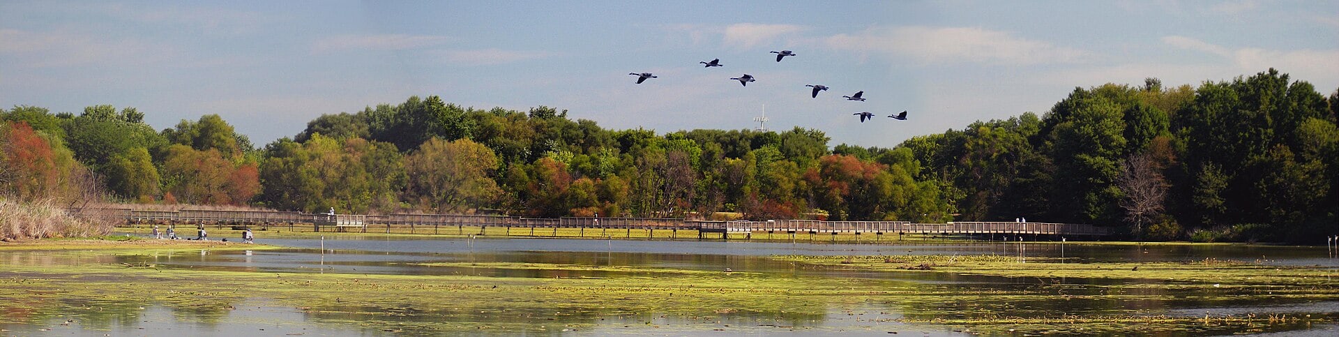 Migrating birds flying above the wetlands at John Heinz National Wildlife Refuge