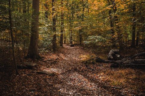 An autumn hiking trail through a nature preserve near Philadelphia