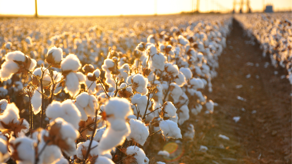 cotton plantage