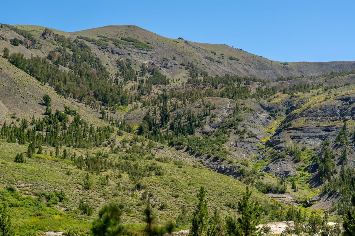 Wilderness trail in California
