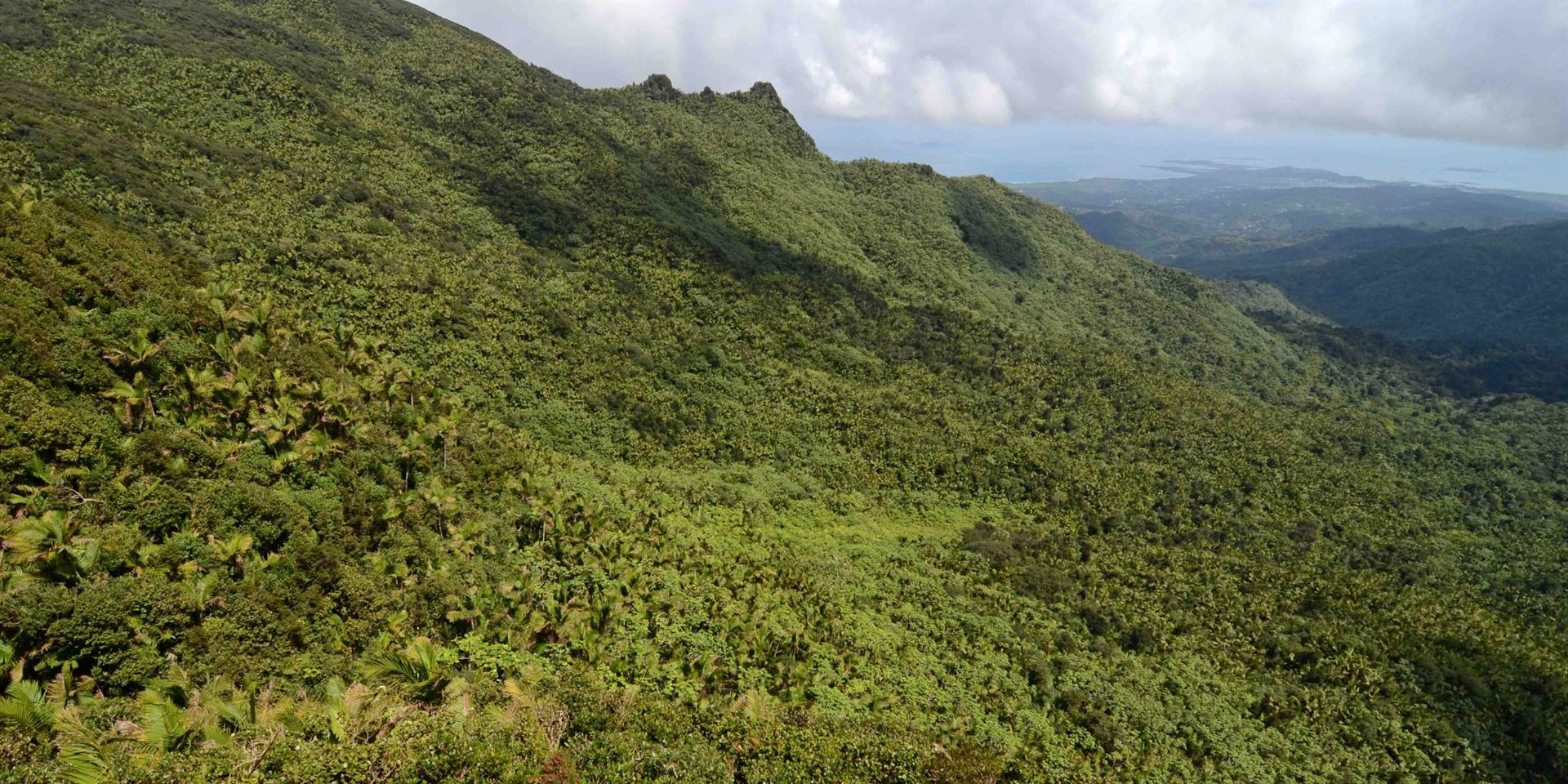Rainforest Trail in Puerto Rico