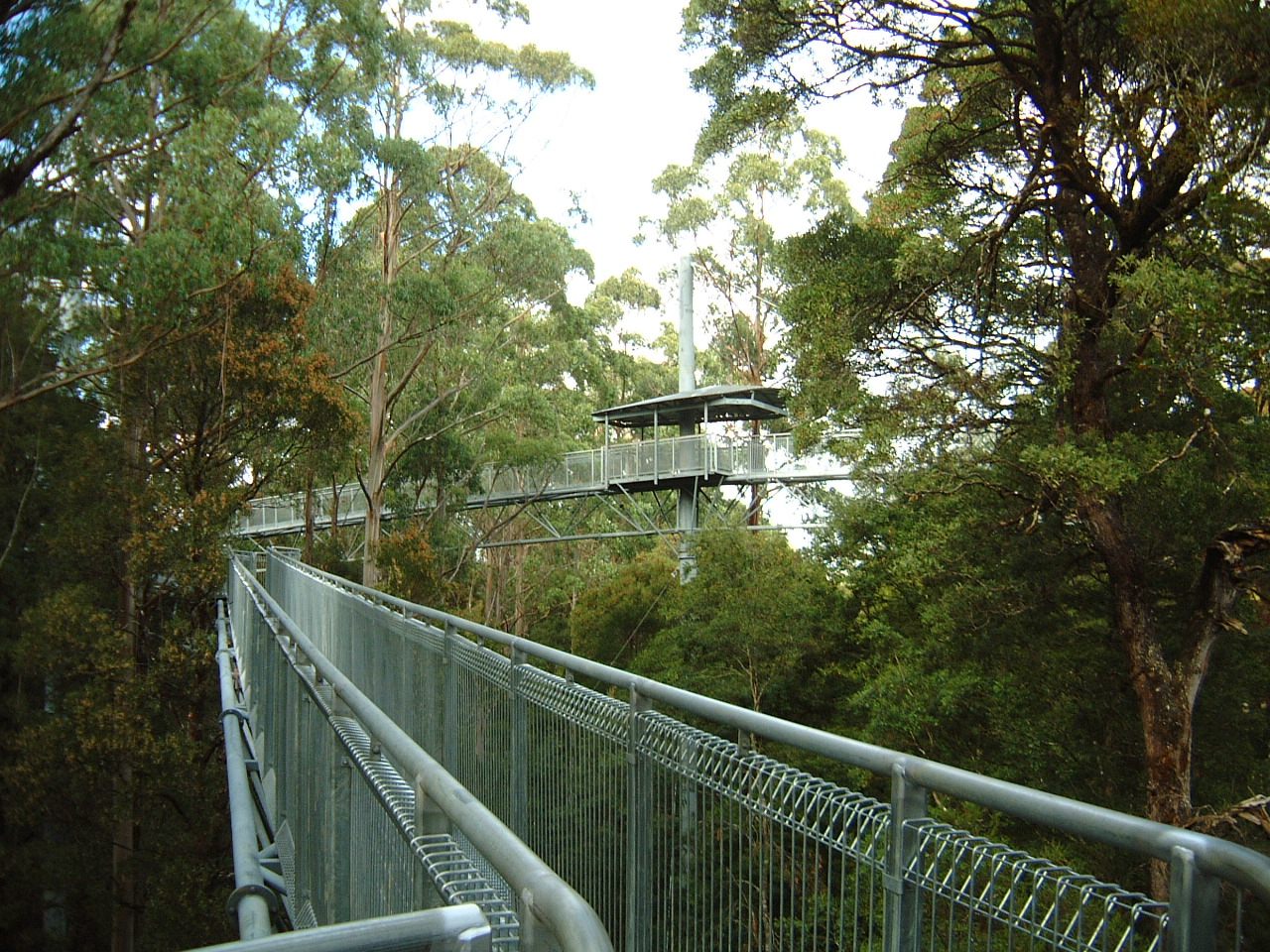 The Otway Treetop Walk, Victoria, Australia