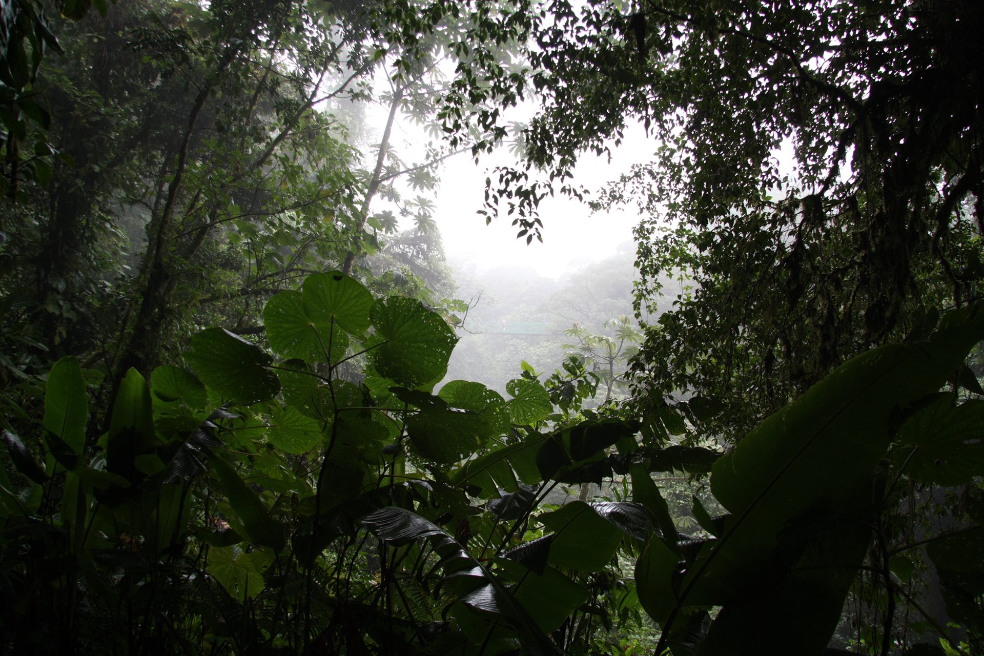 Monteverde Cloud Forest