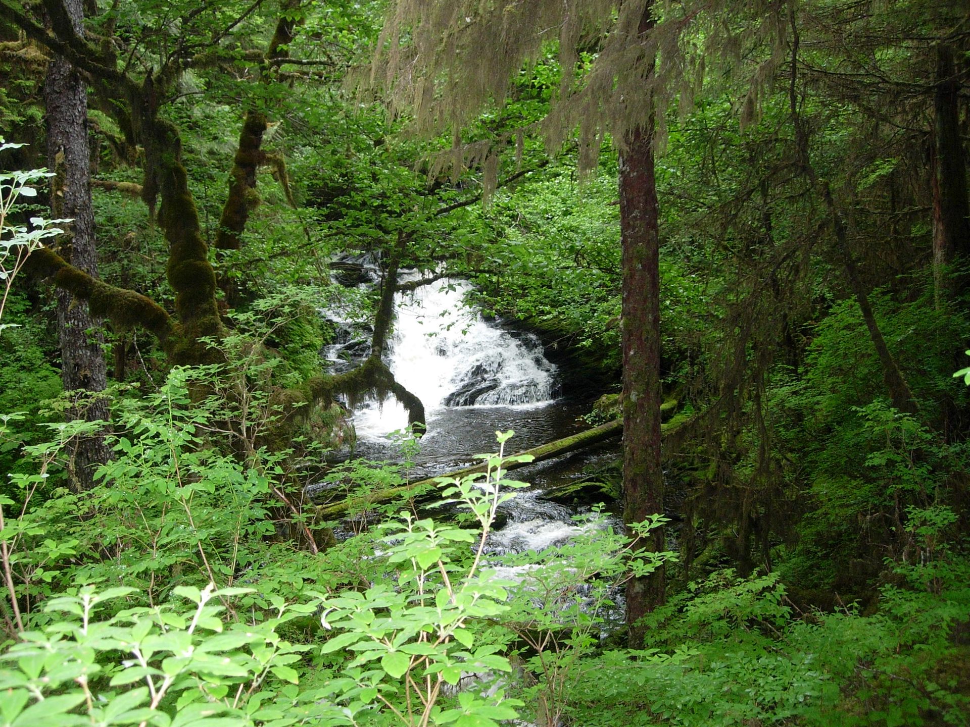 Rainforest Trail in Tongass National Forest, Alaska