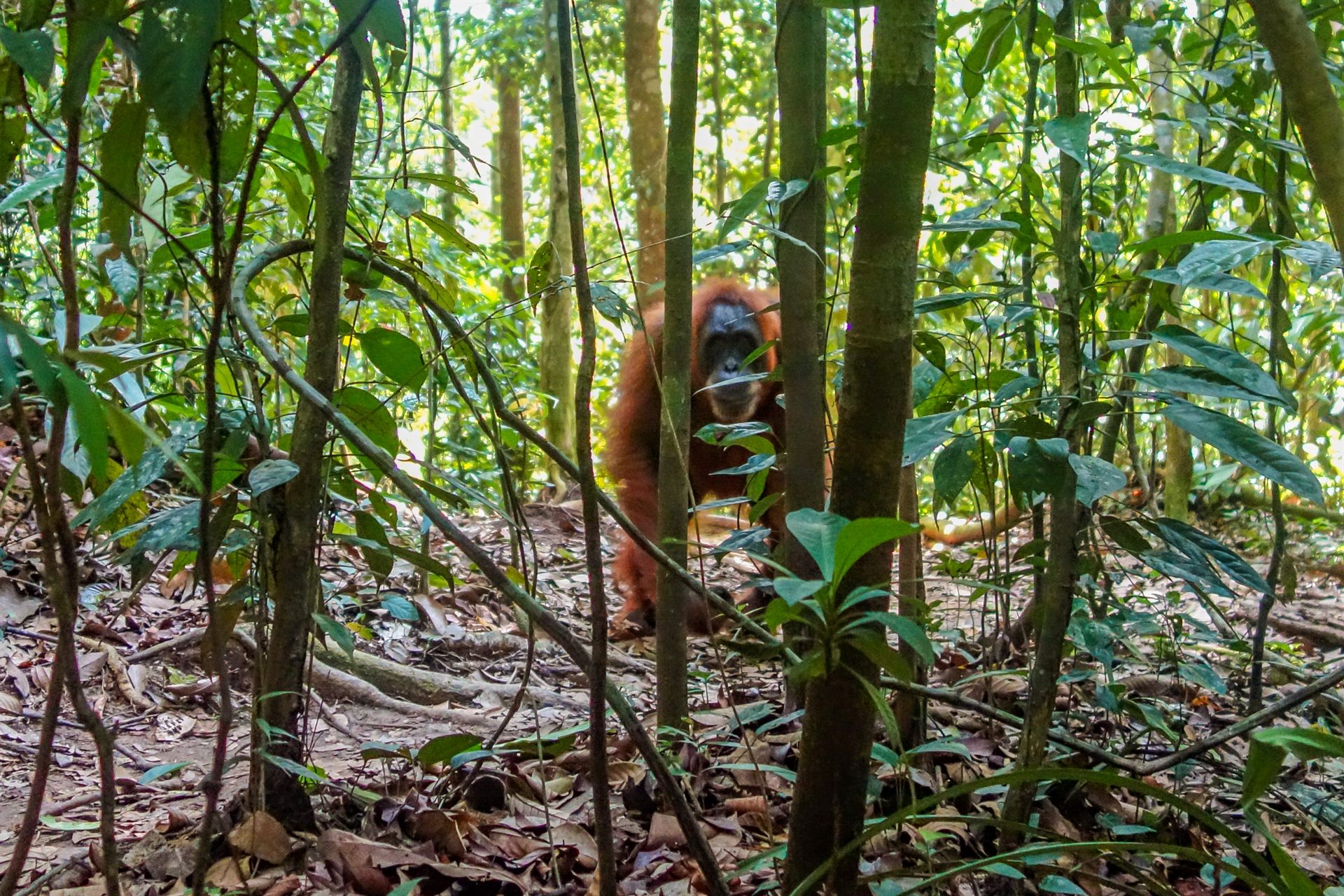 Jungle trek in Indonesia