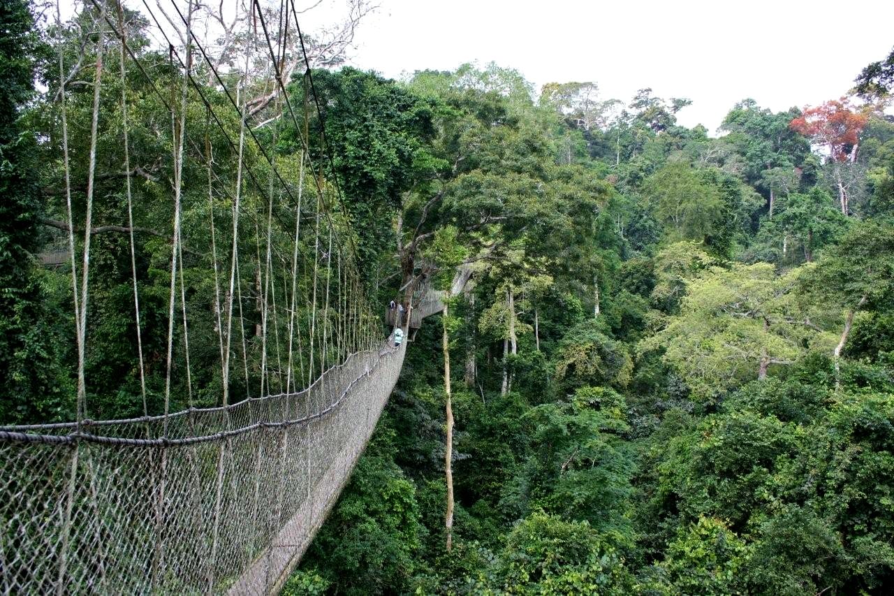 Rainforest Canopy Walk Ruanda