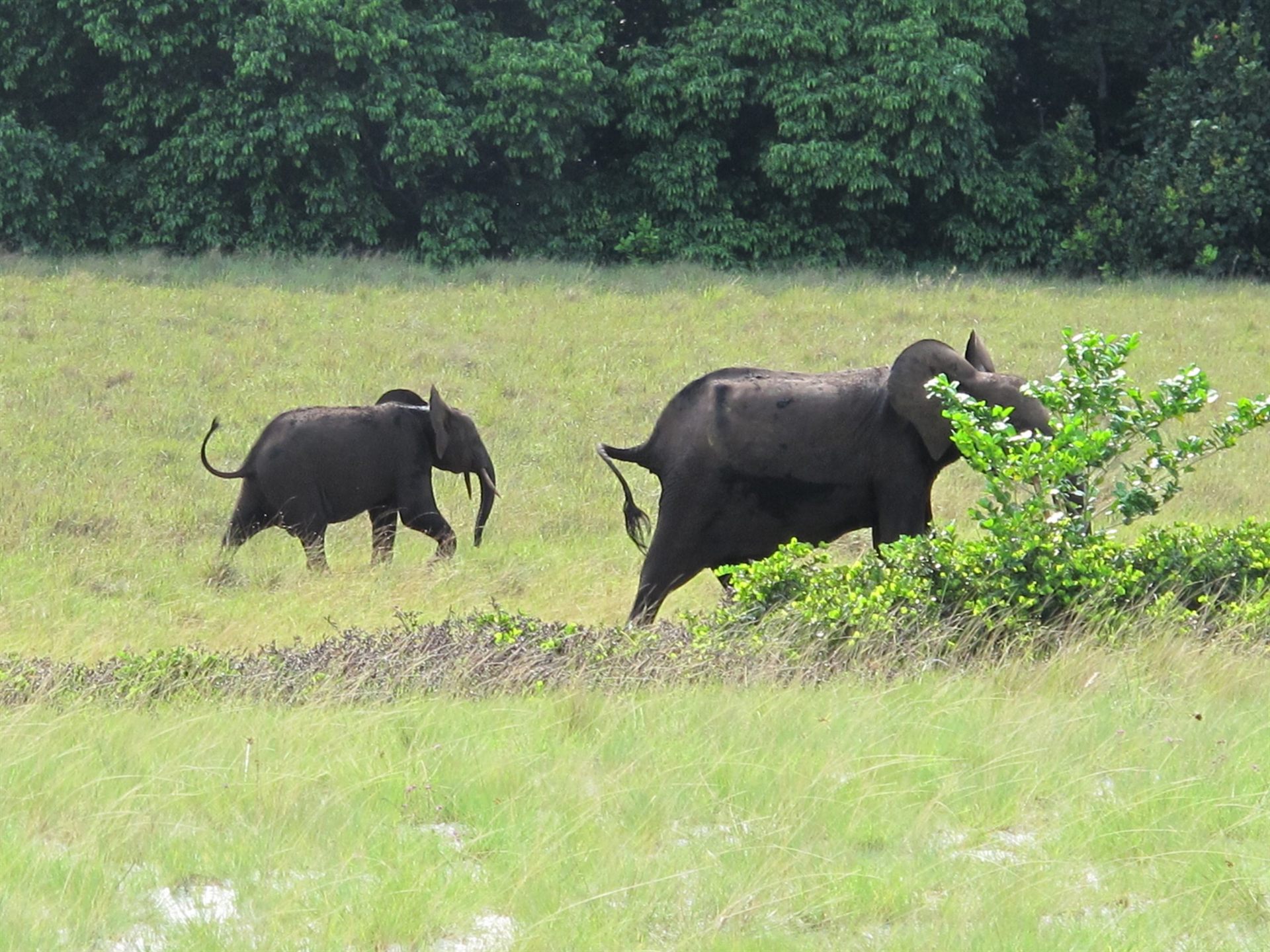Elephants in Loango National Park, Gabon