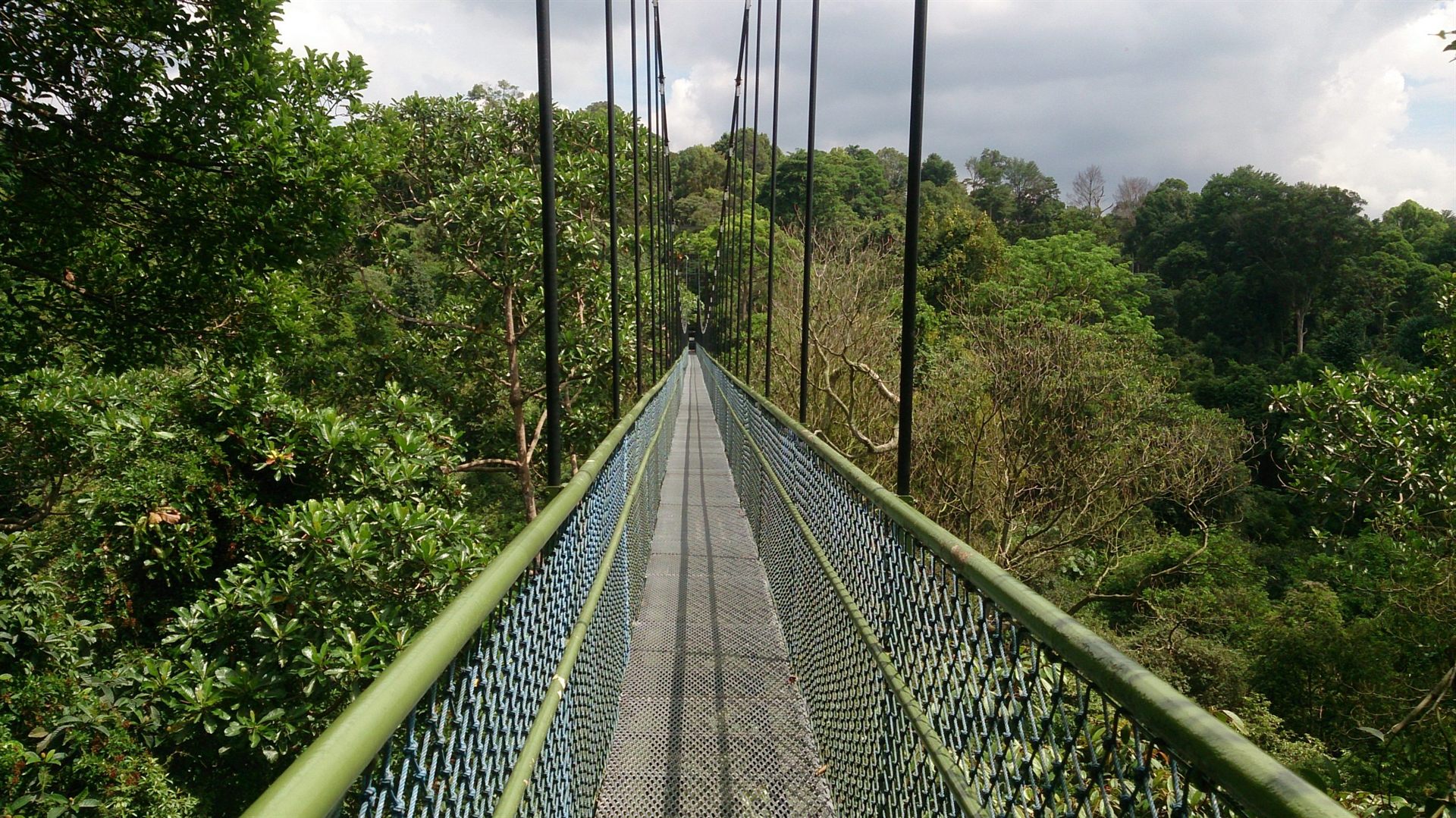 Urban Rainforest Trail - MacRitchie Trail in Singapore