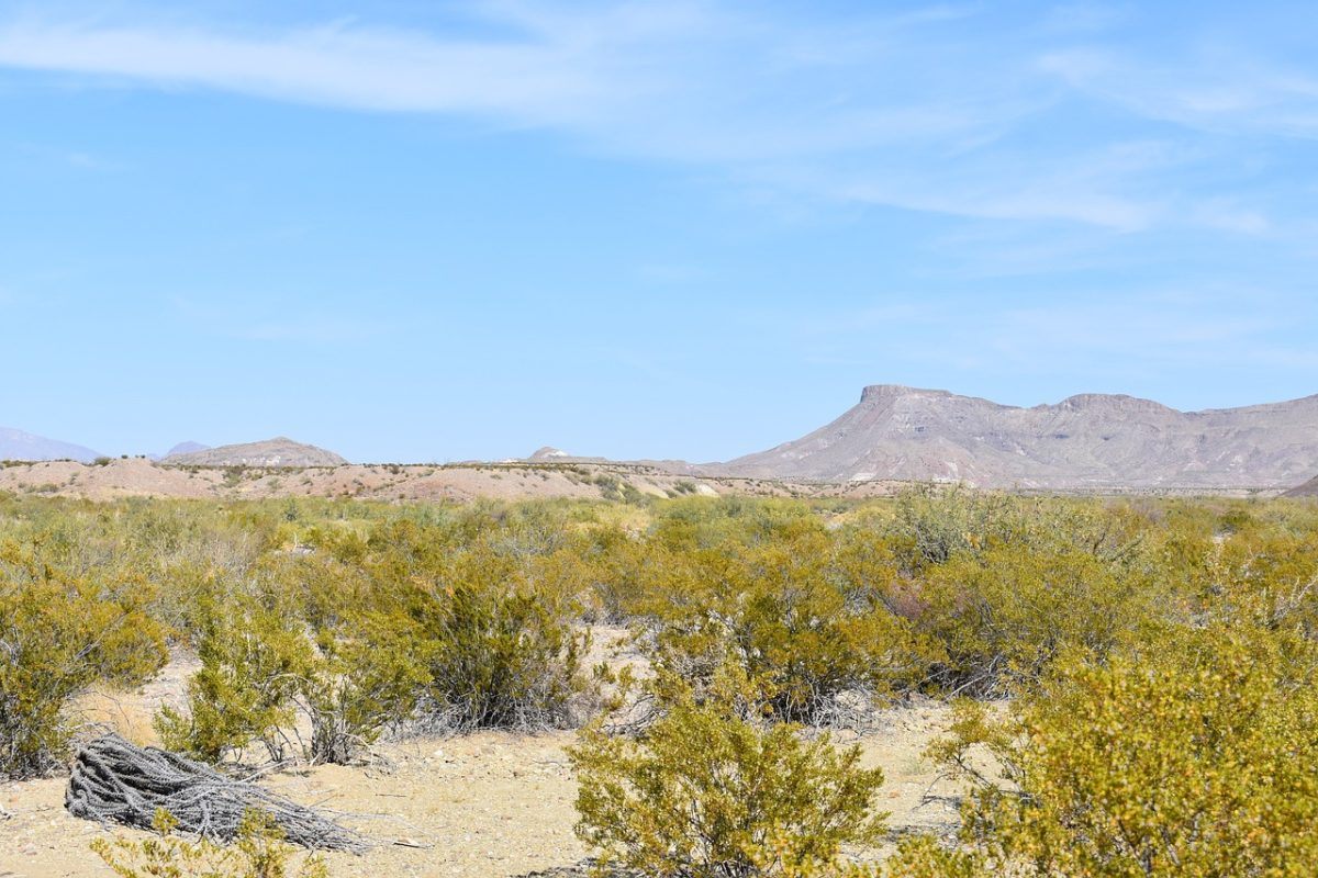 Desert landscape in Big Bend National Park