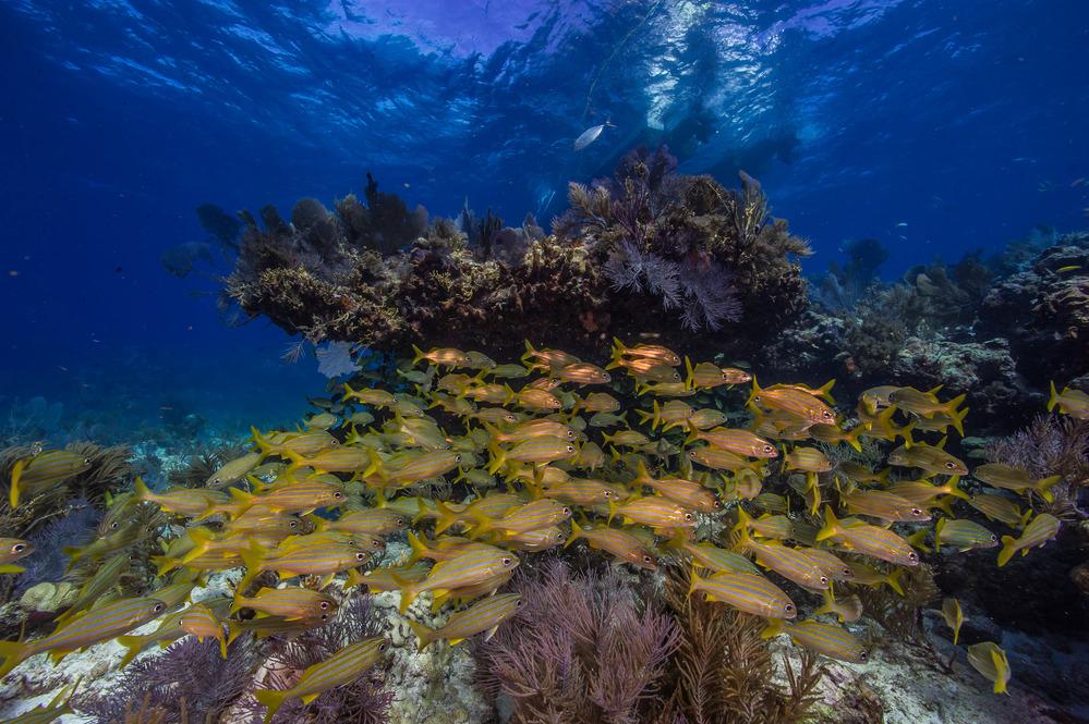 A school of yellow and blue fish swimming over Biscayne's coral reef