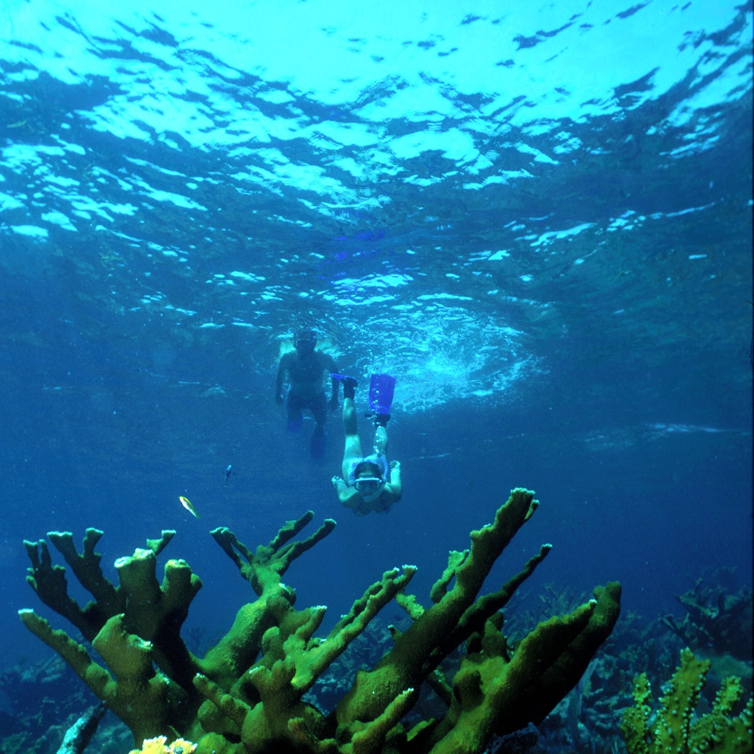 Two snorkelers exploring a coral reef in Biscayne National Park