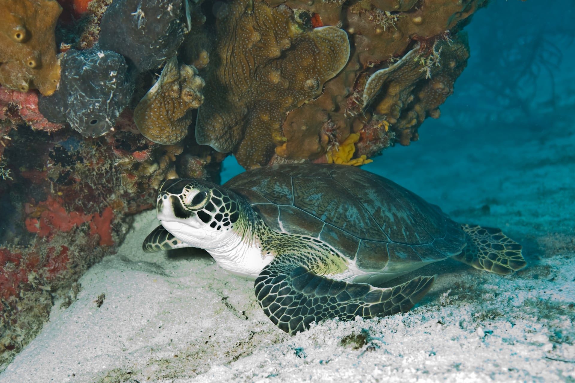 A green sea turtle swimming in Biscayne National Park