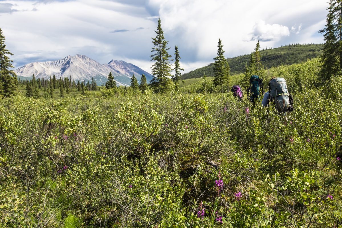 Backpackers bushwhacking in Donoho Basin.
