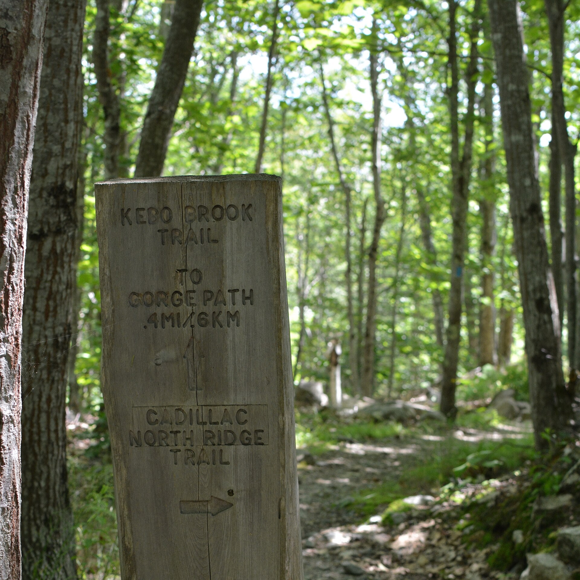 A wooden trail sign marking the Cadillac North Ridge Trail in Acadia