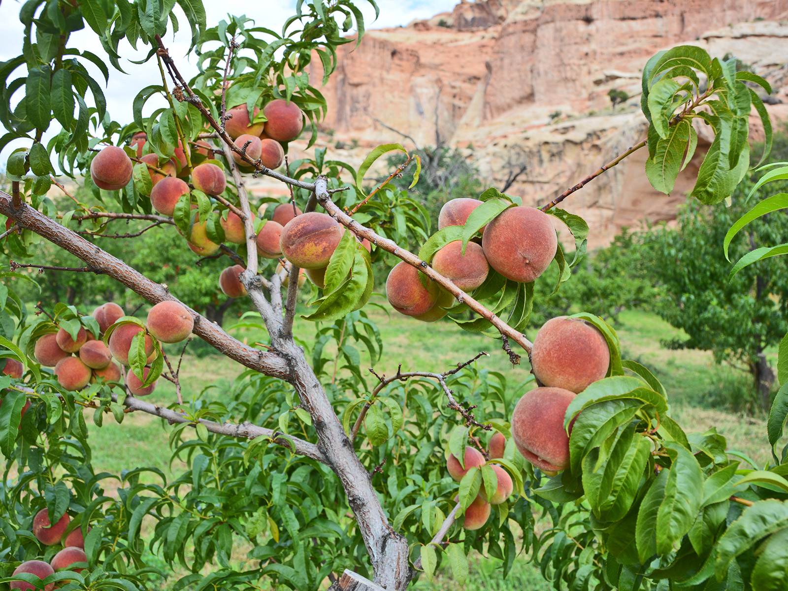 A peach tree in the historic Fruita orchards below red cliffs