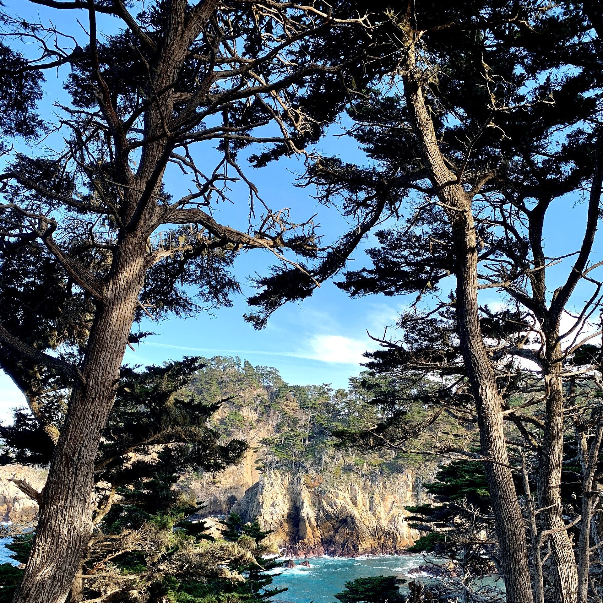 Wind-shaped Monterey cypress trees along the Point Lobos coast