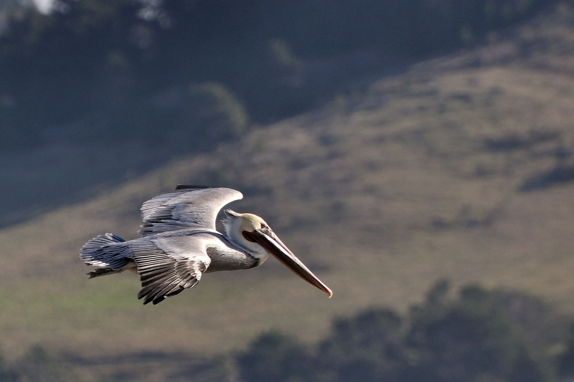 A brown pelican flying above the Point Lobos coastline