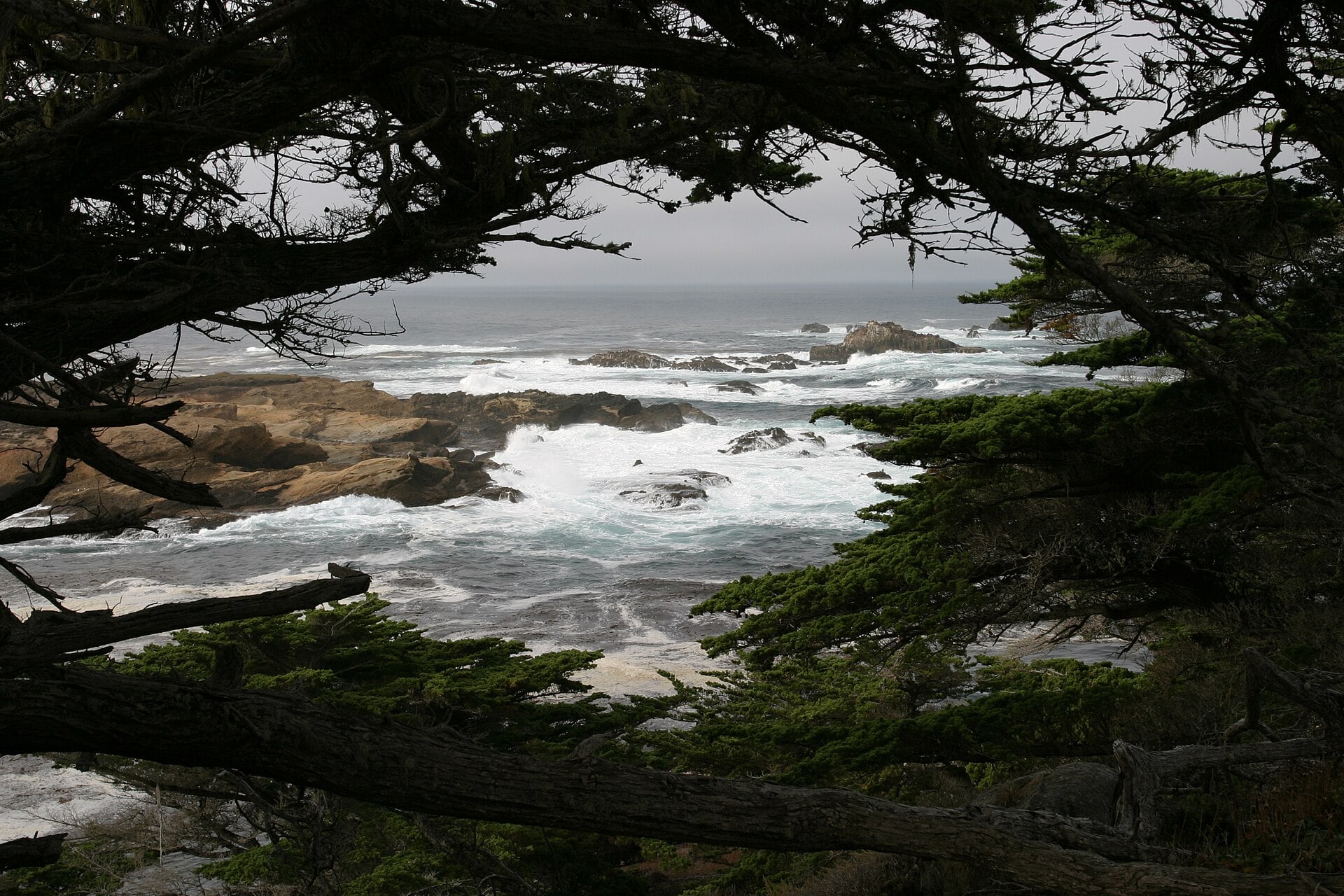 Rocky shoreline framed by coastal trees at Sea Lion Point