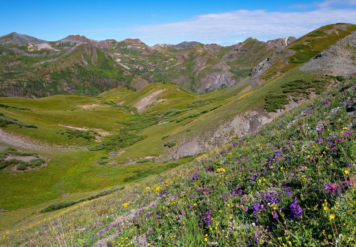 A flowery scene from the Colorado trail through the San Juan Mountains