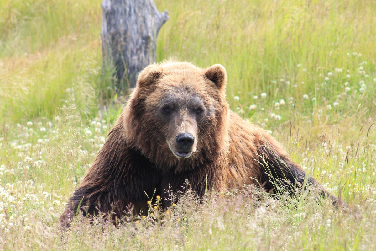brown bear
